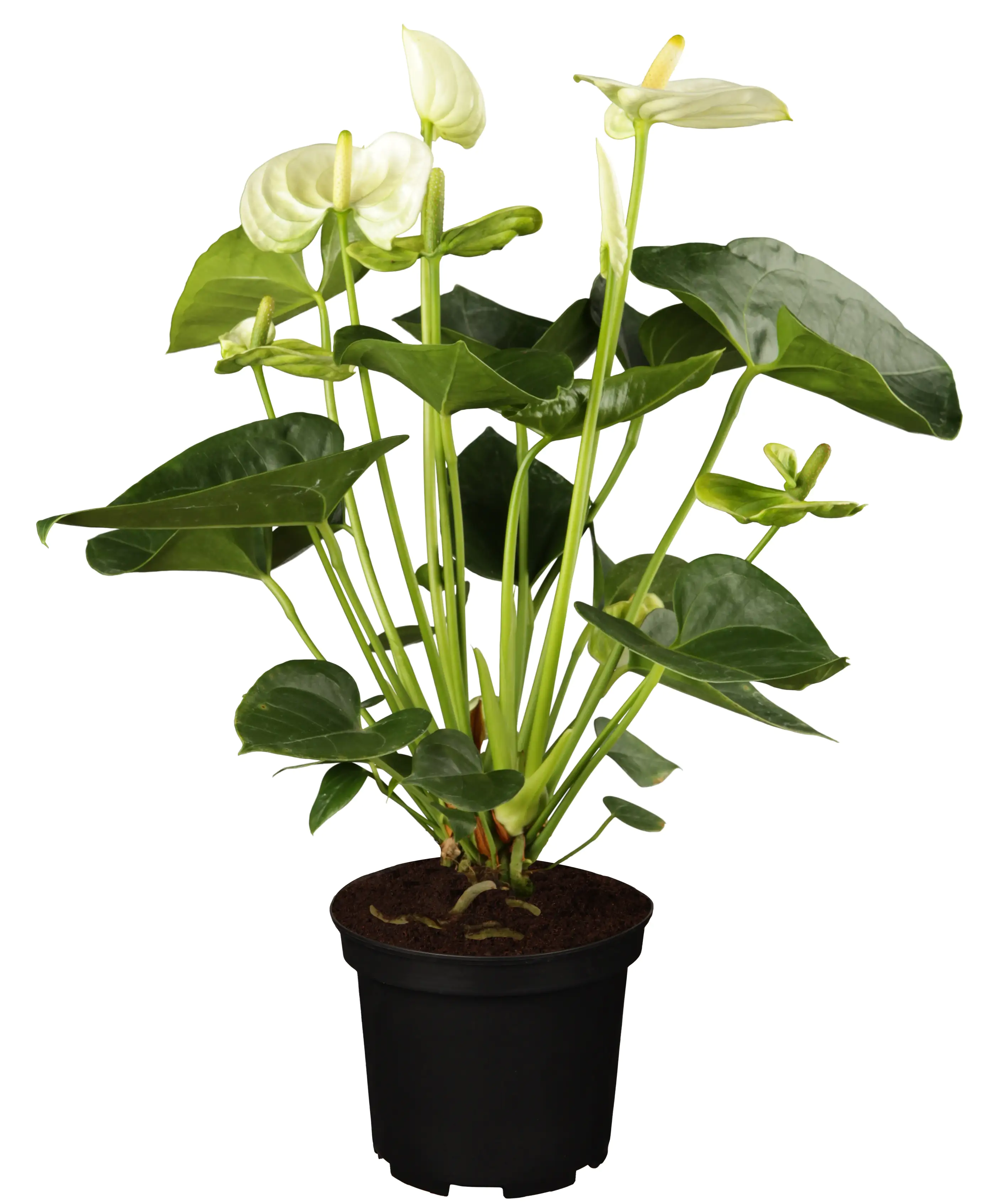 Anthurium Flamingoblume weiß 40-60 cm 14 cm Topf