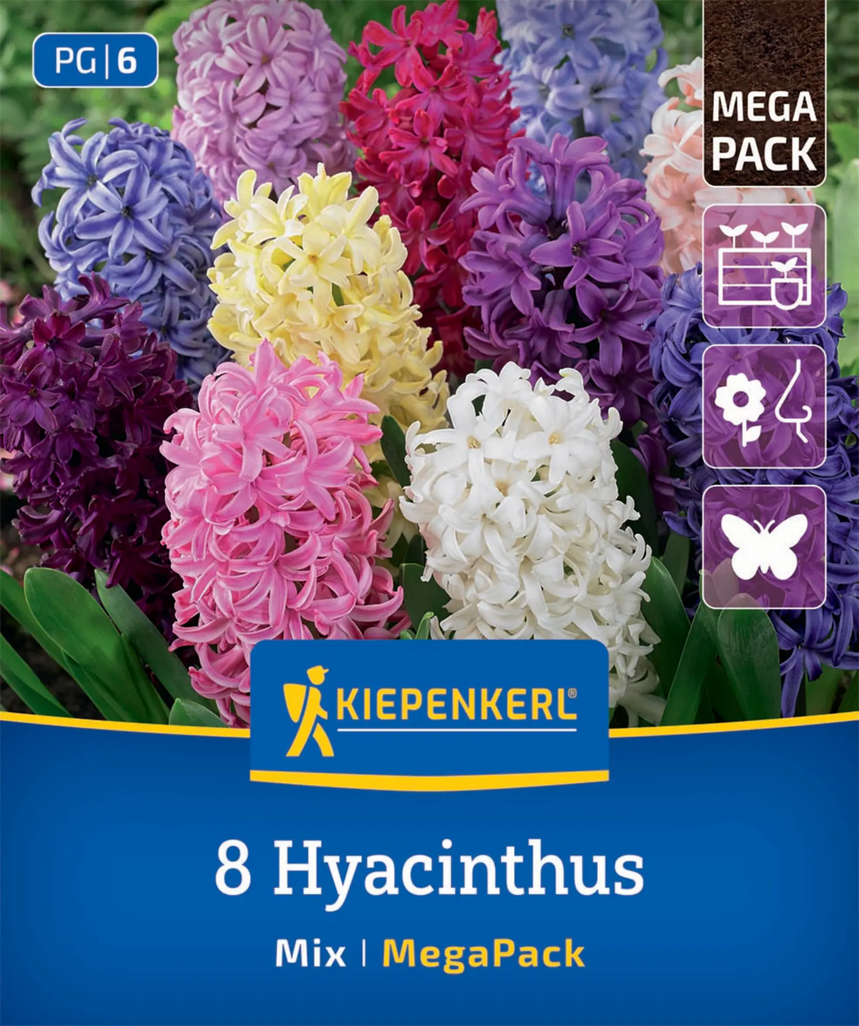 Kiepenkerl Herbstblumenzwiebel Hyazinthen Hyacinthus orientalis Mischung 8 Stück
