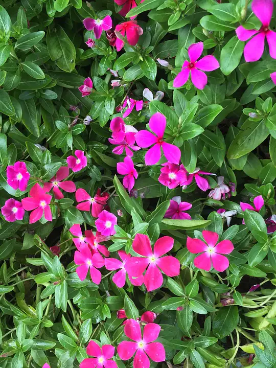 Immergrün Rubra 0,5 l Container Immergrün Rubra 0,5 l Container