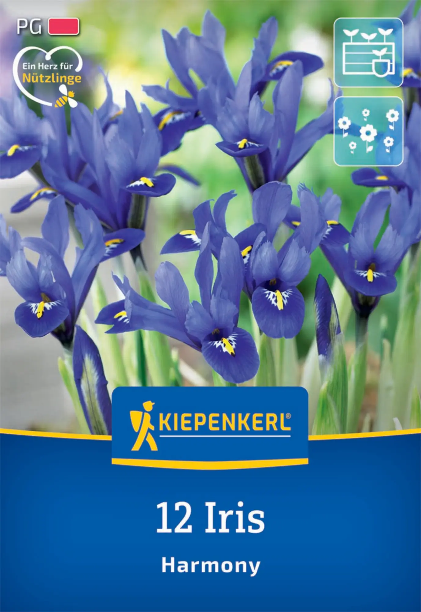Kiepenkerl Herbstblumenzwiebel Netzblatt-Schwertlilie 12 Pflanzen