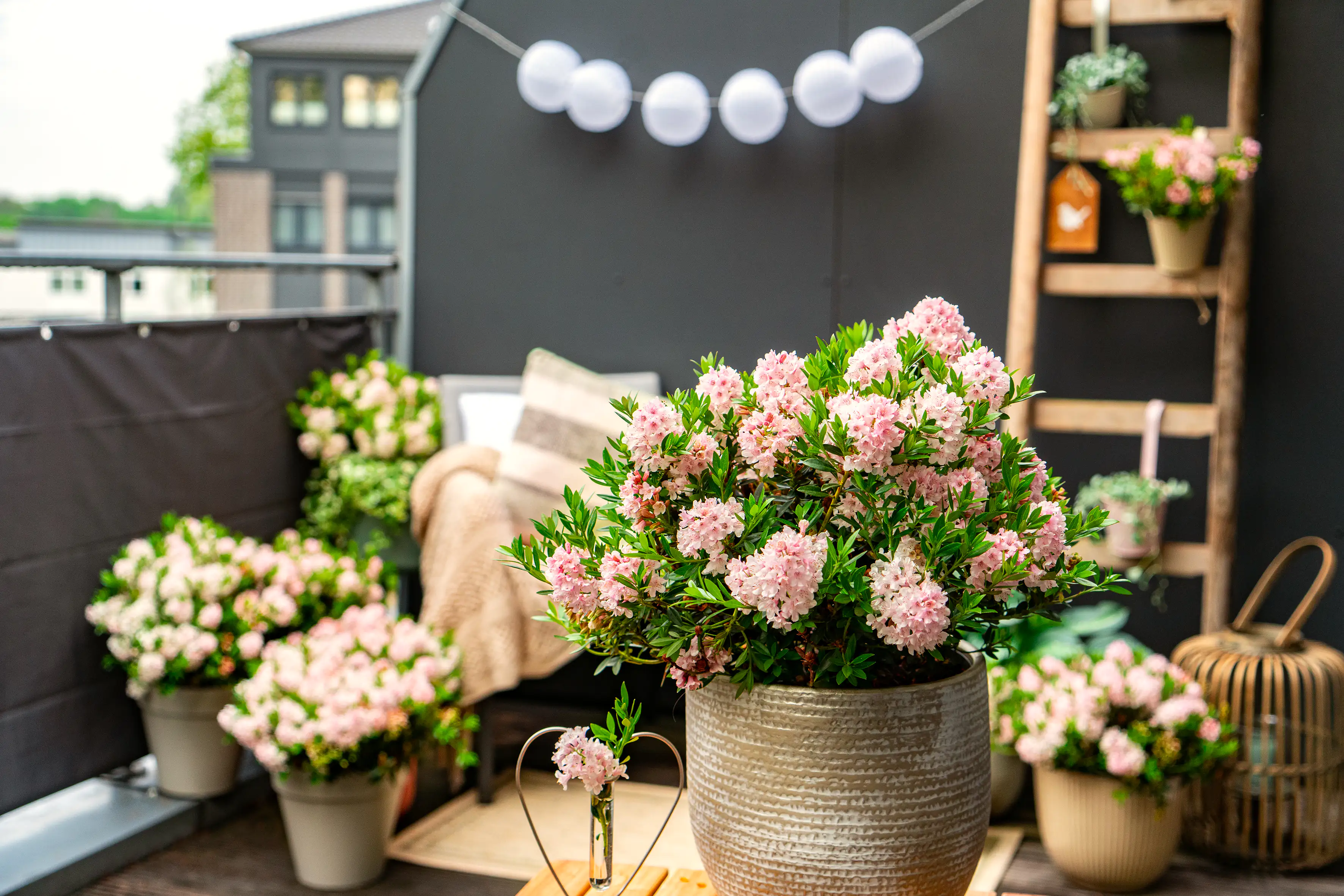 Rhododendron micranthum Bloombux 2 L Container