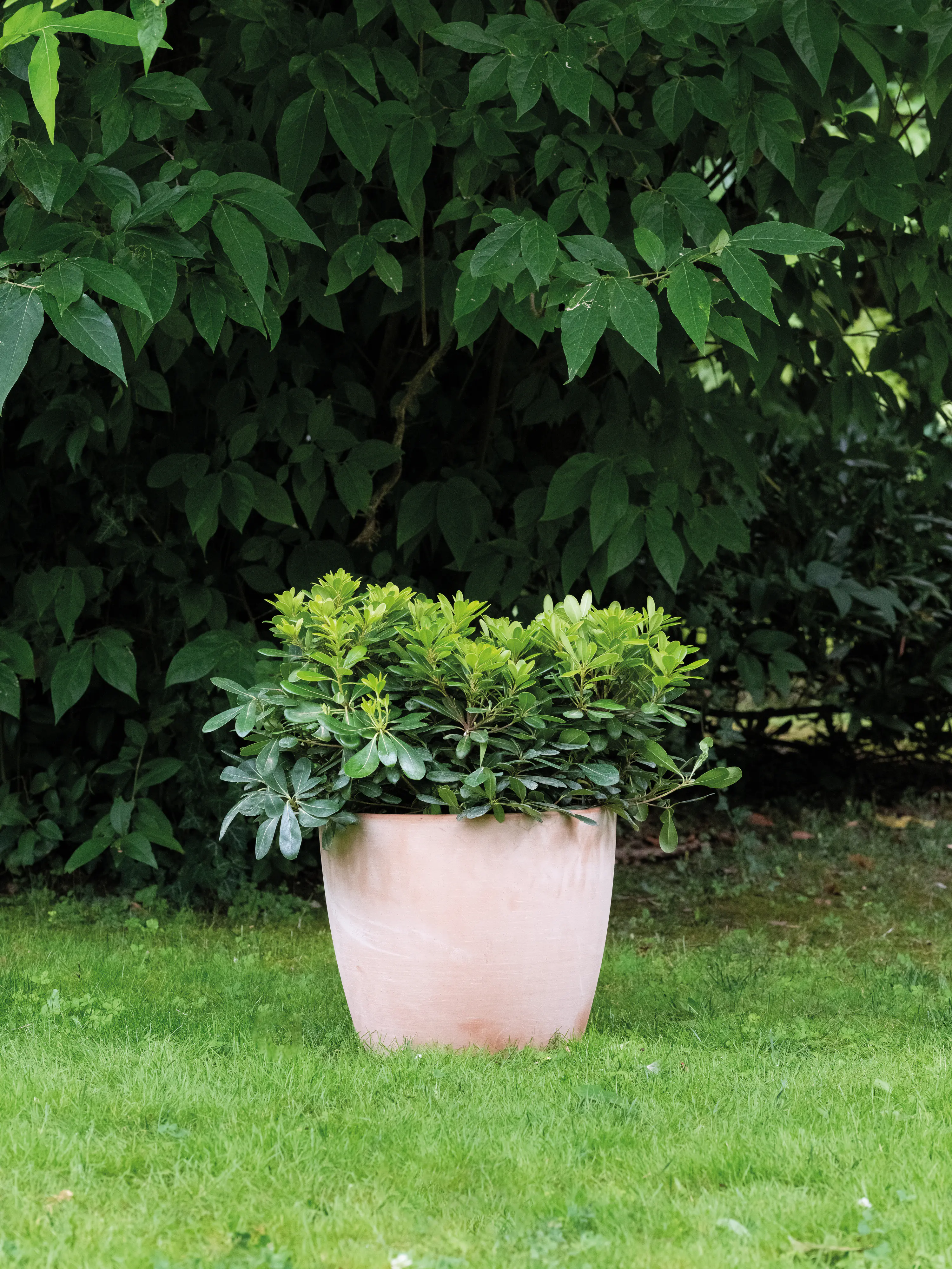 Deroma Pflanztopf Egg Pot White Garden Terrakotta Ø 29 x 22 cm Deroma Pflanztopf Egg Pot White Garden Terrakotta Ø 29 x 22 cm