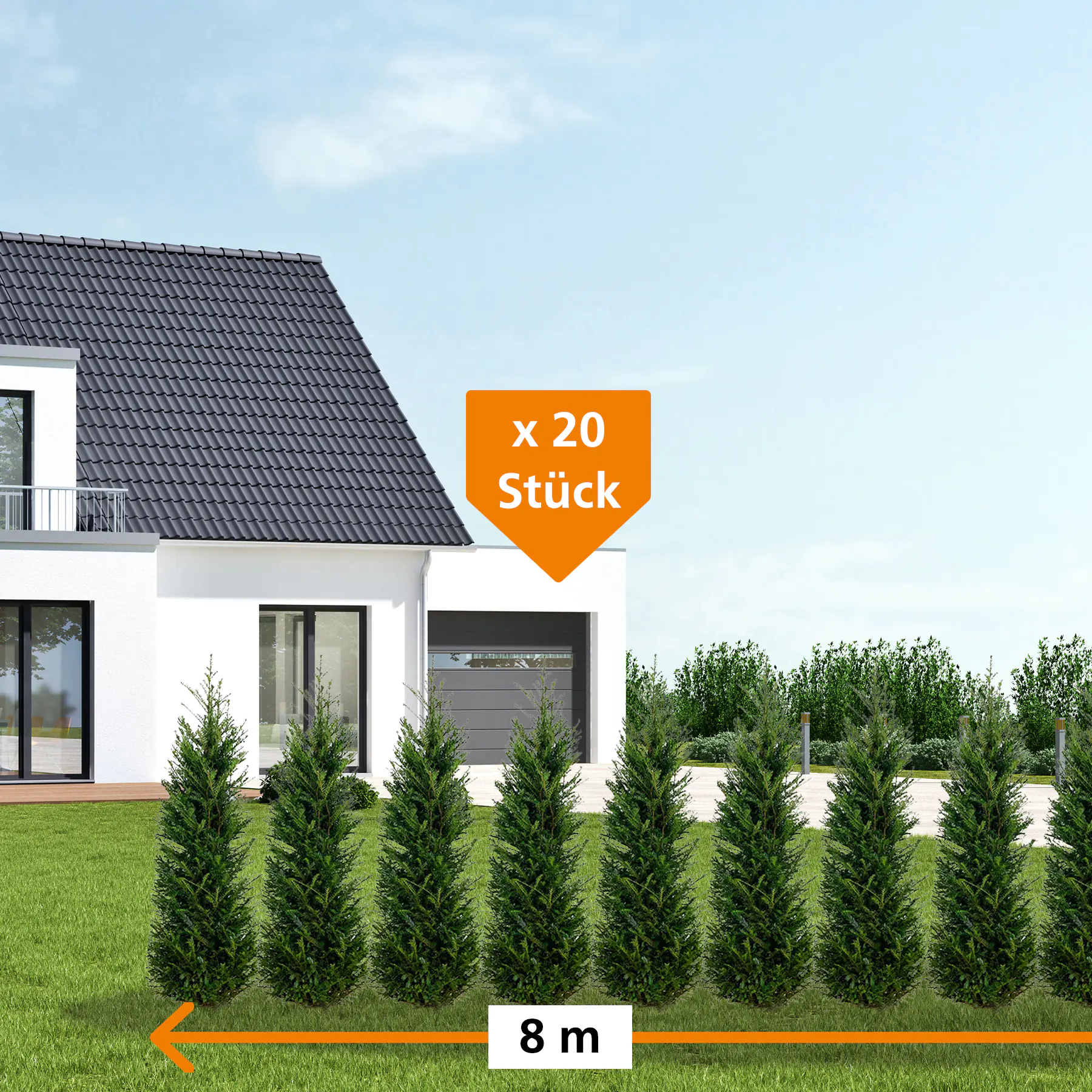 Heimische Eibe Taxus baccata H 120 - 140 cm, 20 Stück Heimische Eibe Taxus baccata H 120 - 140 cm, 20 Stück