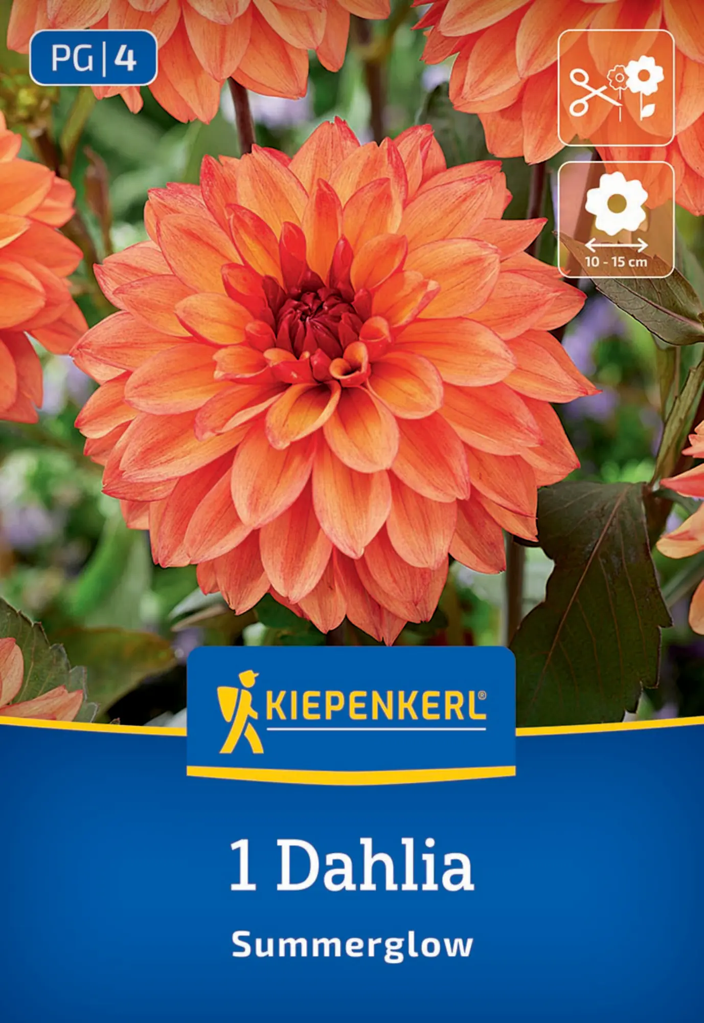 Kiepenkerl Frühjahrsblumenzwiebel Dekorative Dahlie Summerglow 1 Stück