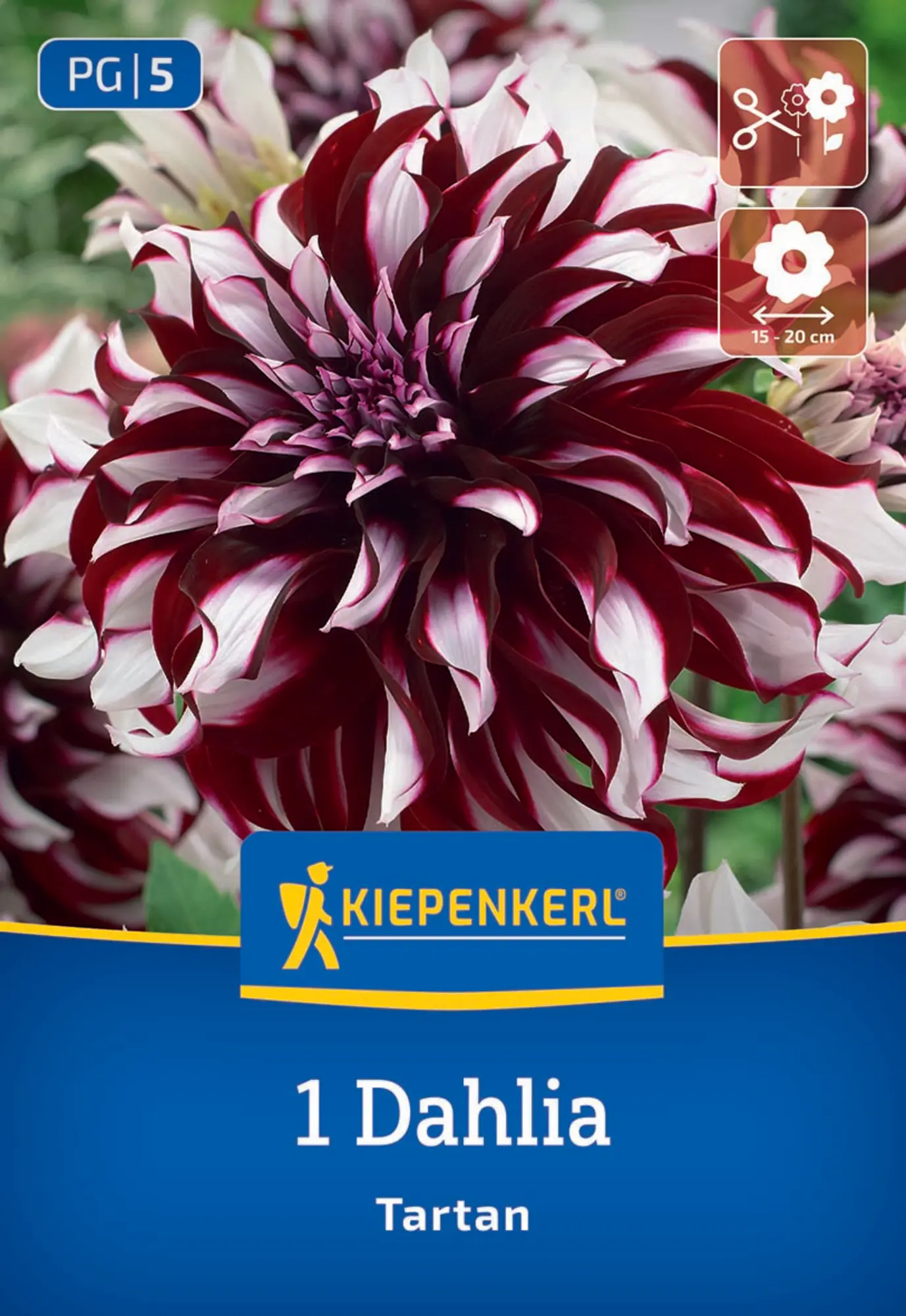 Kiepenkerl Frühjahrsblumenzwiebel Dekorative Dahlie Tartan 1 Stück