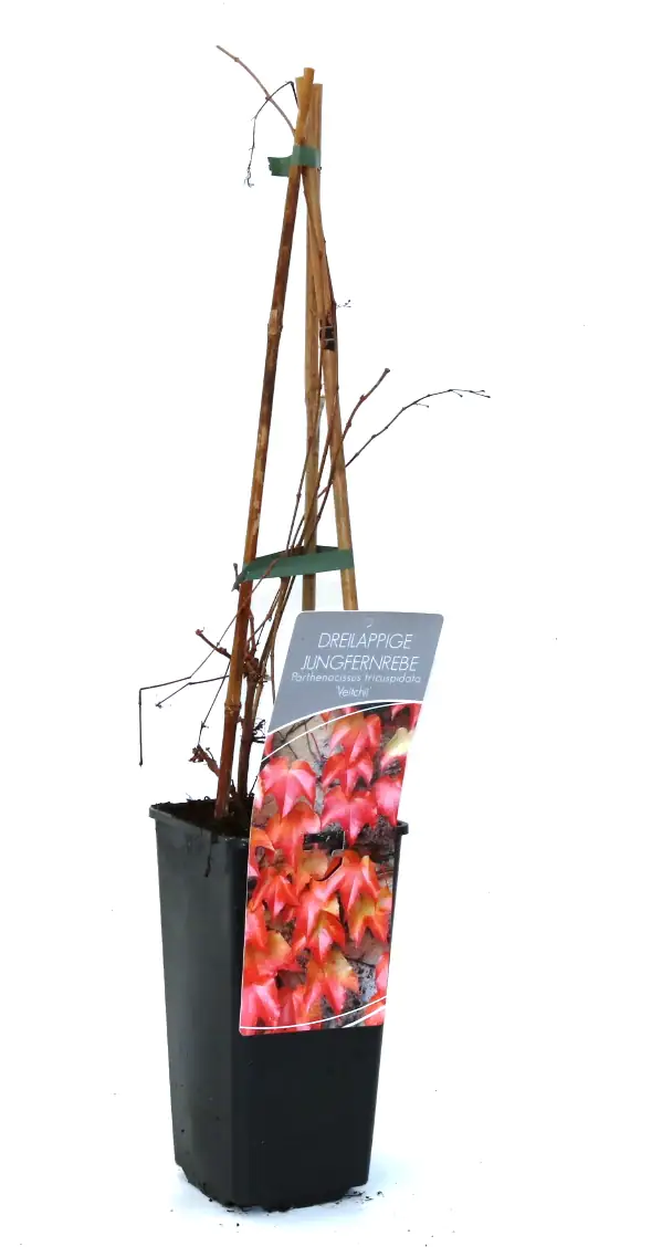 Wilder Wein Veitchii 2 L Eck-Container