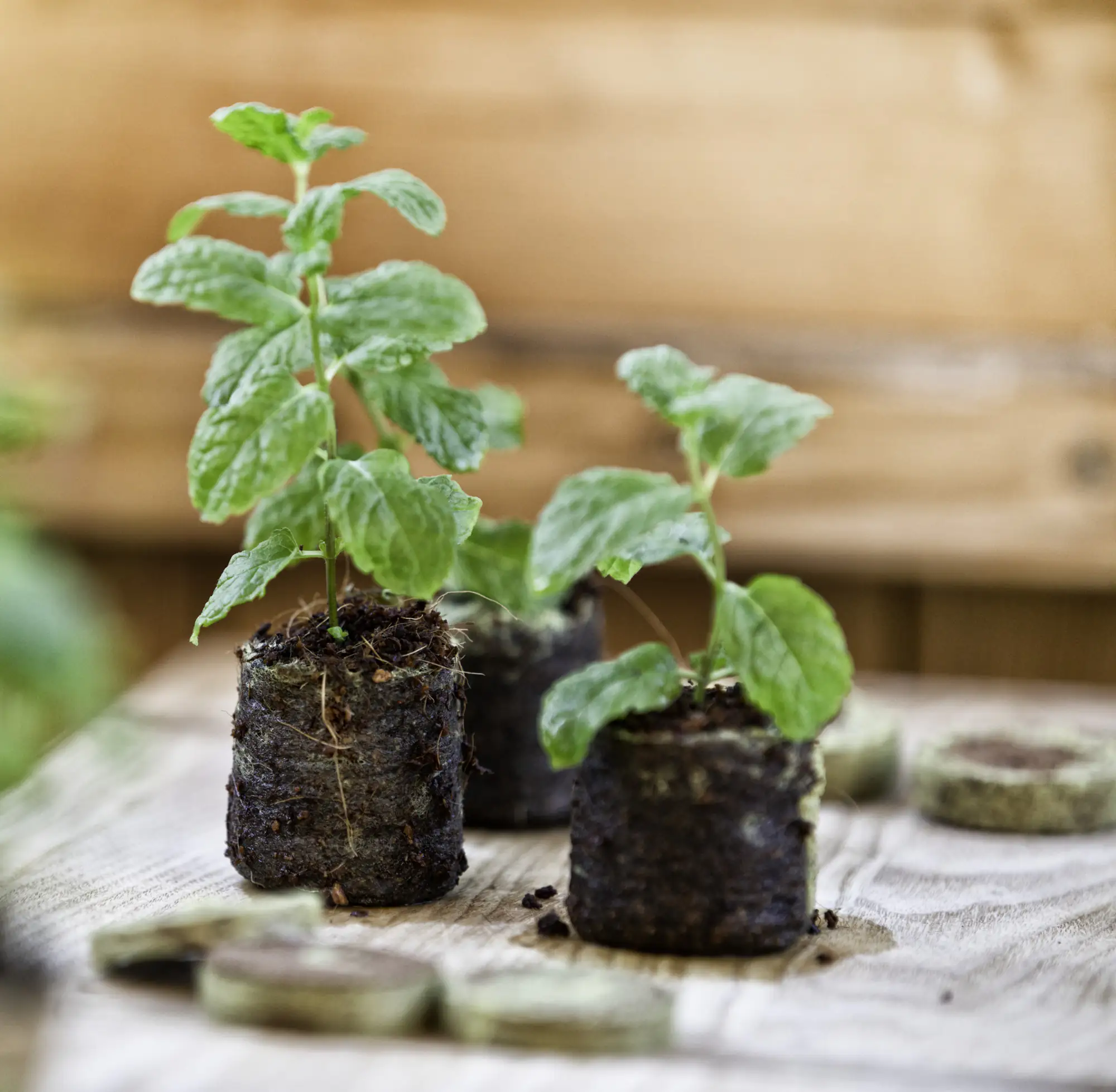 Windhager Kokosquelltabs 3,5 cm, 20 Stück