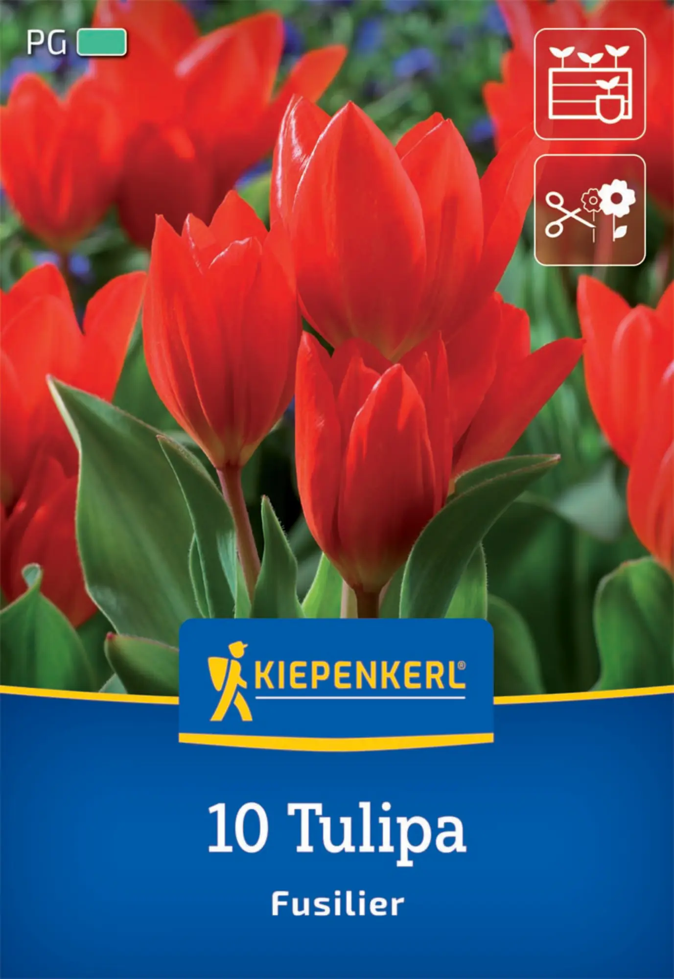 Kiepenkerl Herbstblumenzwiebel Wildtulpe Fusilier 10 Pflanzen