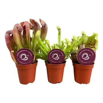 Fleischfressende Pflanzen Schlauchpflanze Mix H 18 cm 6 cm Topf Fleischfressende Pflanzen Schlauchpflanze Mix H 18 cm 6 cm Topf