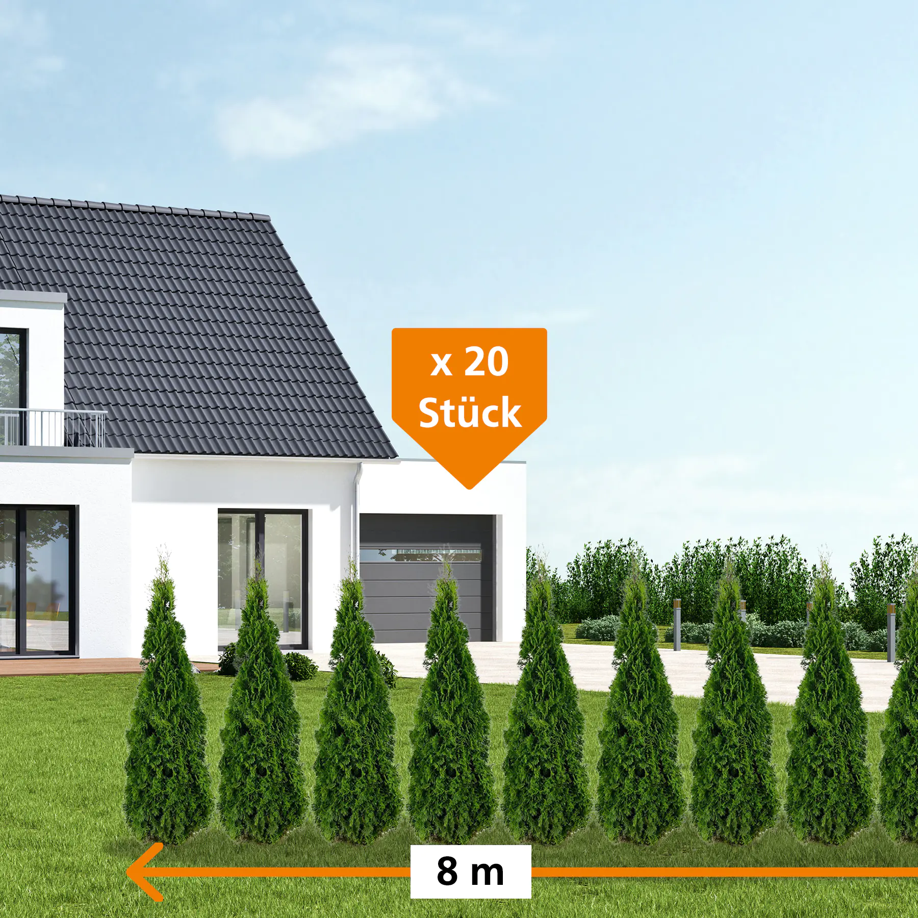 Lebensbaum Thuja occ. Smaragd H 120 - 140 cm, 20 Stück