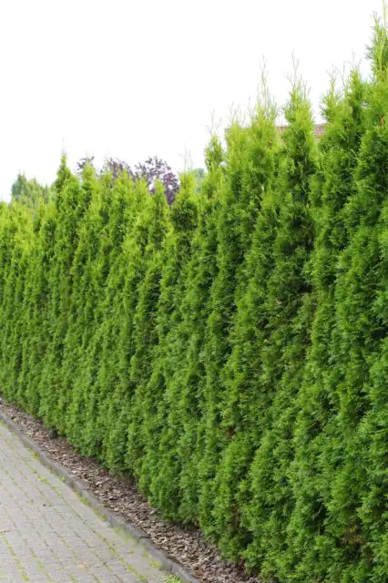 Lebensbaum Smaragd Thuja occidentalis H 40 - 60 cm 2 L Container