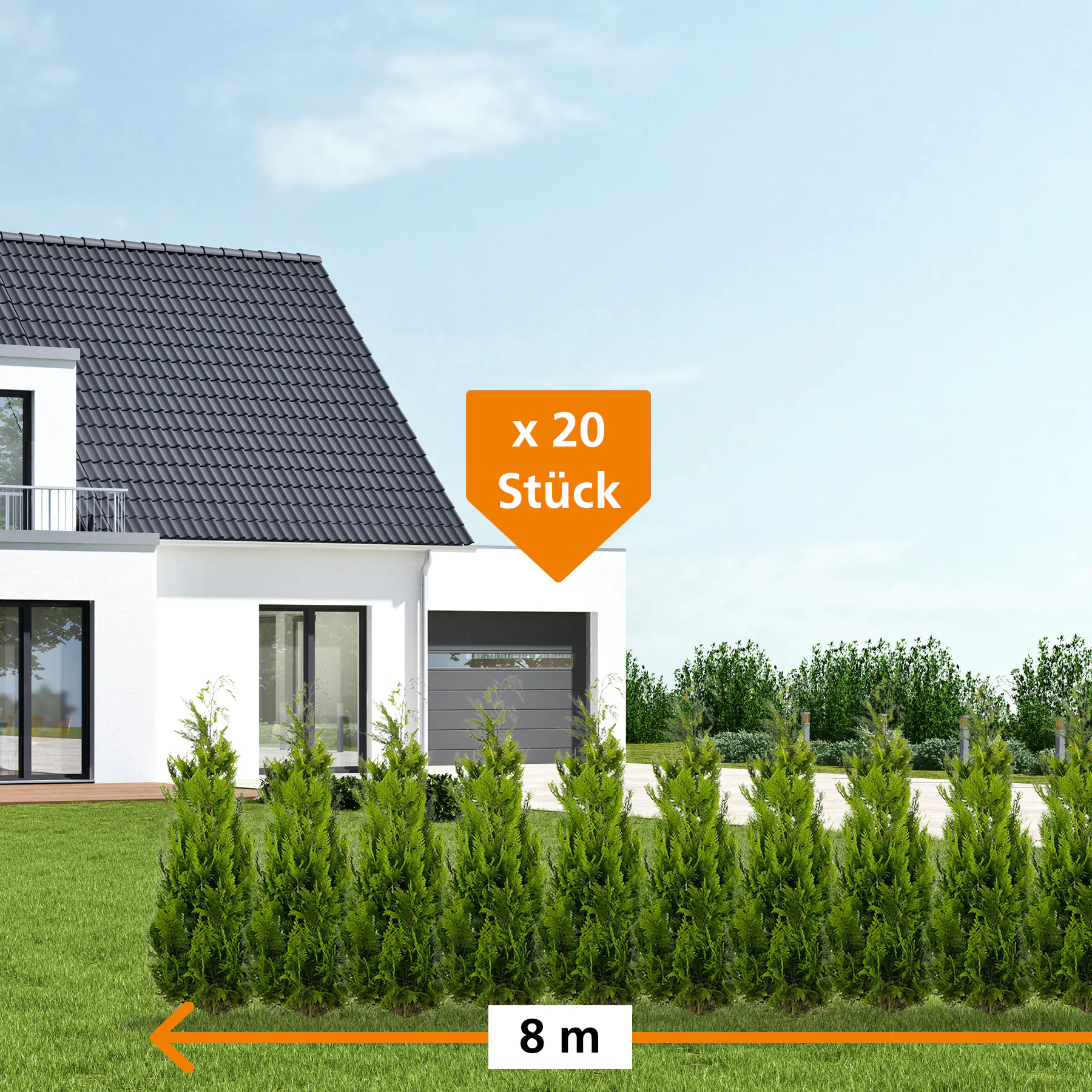 Gelbe Säulenzypresse Cham. law. Ivonne H 100 - 120 cm, 20 Stück Gelbe Säulenzypresse Cham. law. Ivonne H 100 - 120 cm, 20 Stück