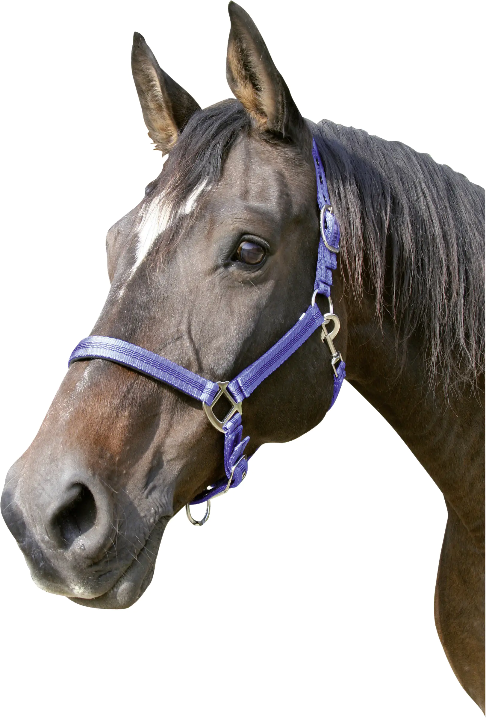 Kerbl Pferde-Halfter Mustang Gr.2 blau schwarz