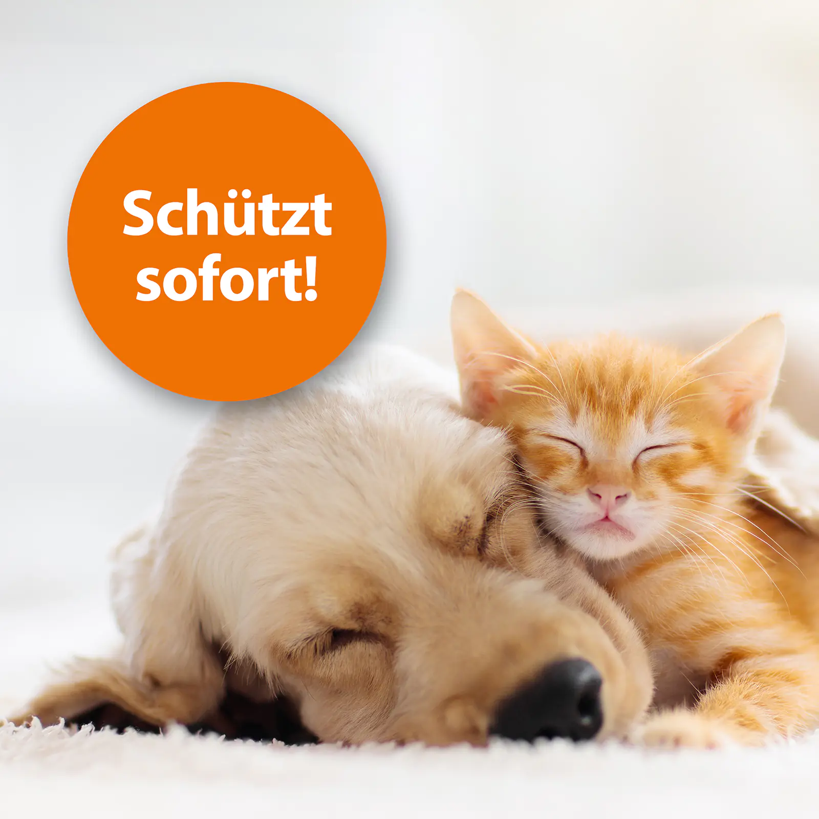 ARDAP Flohspray für Tiere 250 ml ARDAP Flohspray für Tiere 250 ml