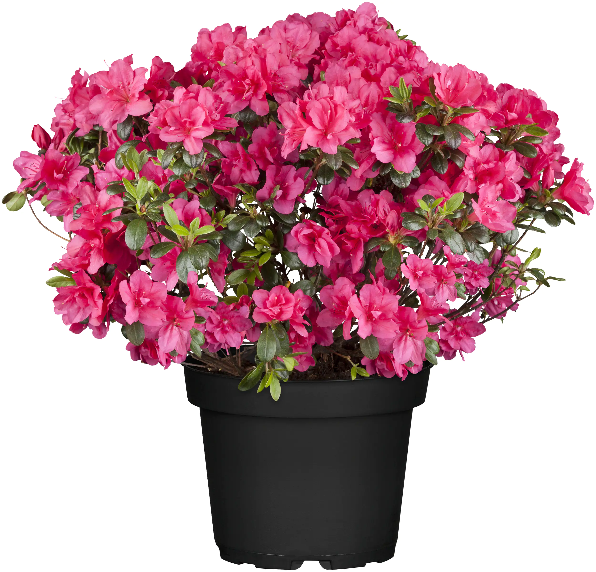 Rhododendron H 15- 20 cm 2 L Container Rhododendron H 15- 20 cm 2 L Container