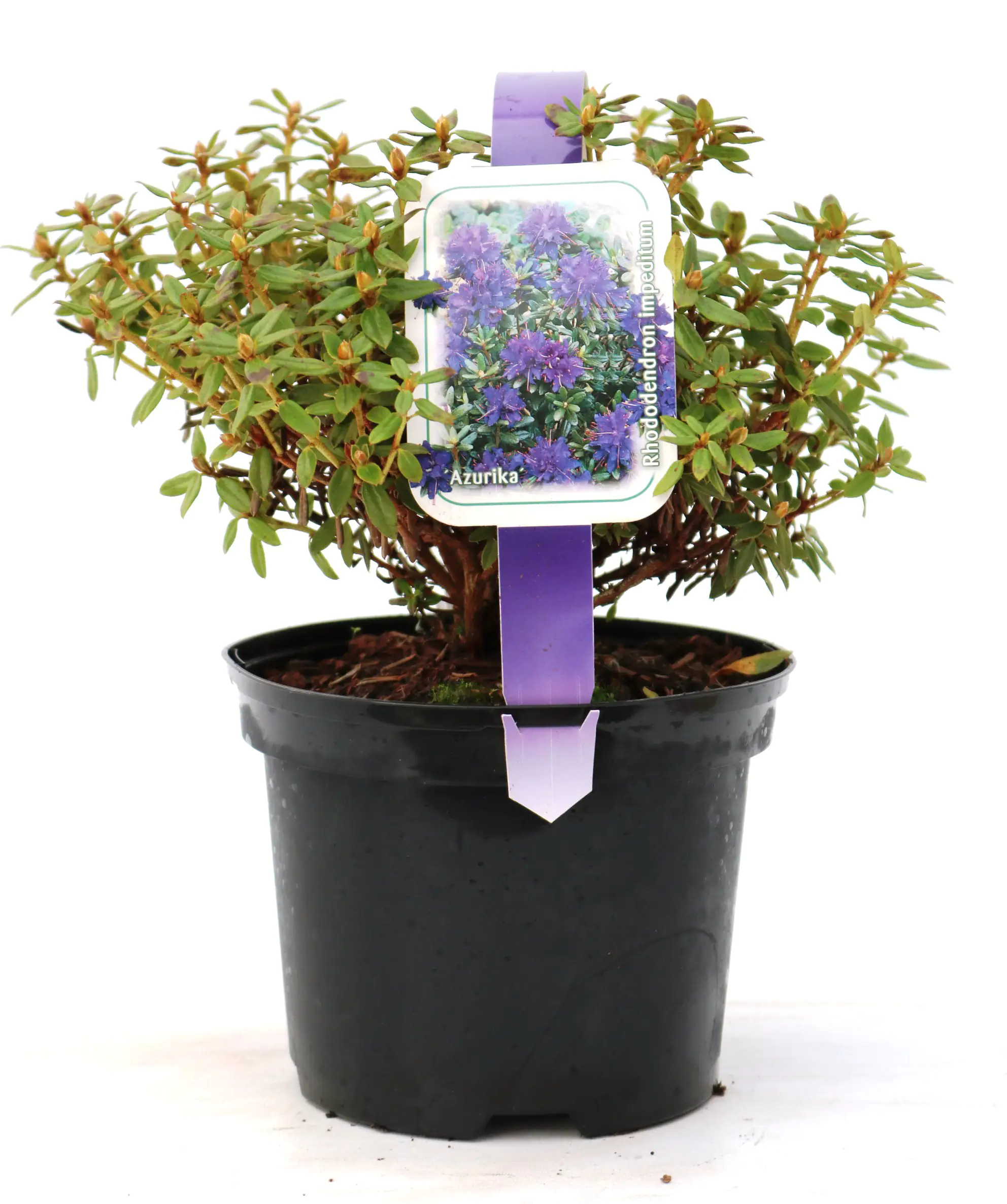 Zwergrhododendron H 15- 20 cm 2 L Container