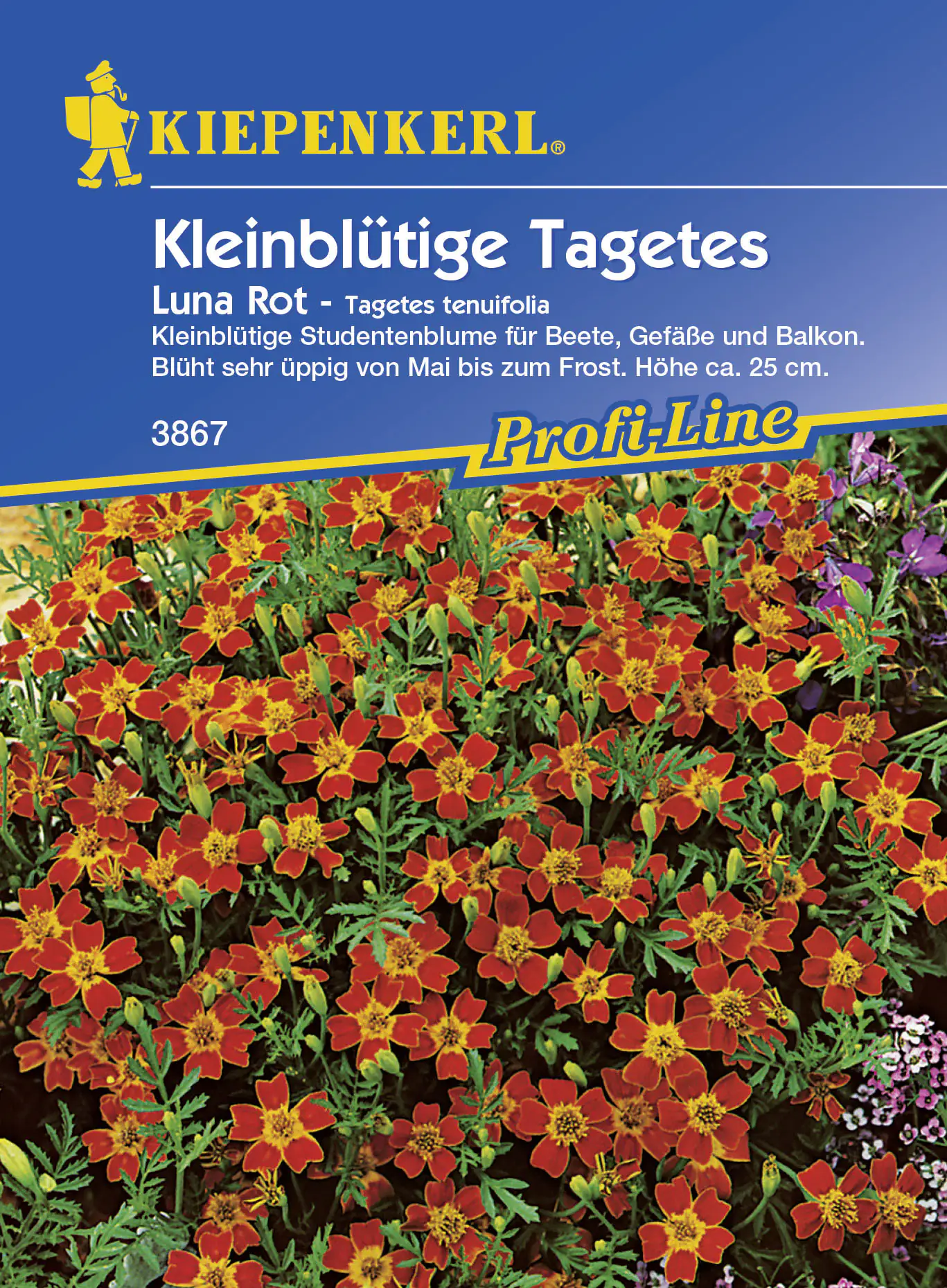 Kiepenkerl Studentenblume Luna (Gem) Rot Tagetes tenuifolia, Inhalt: ca. 80 Pflanzen