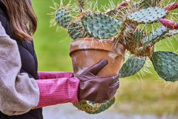 Gebol Handschuh Damascena  