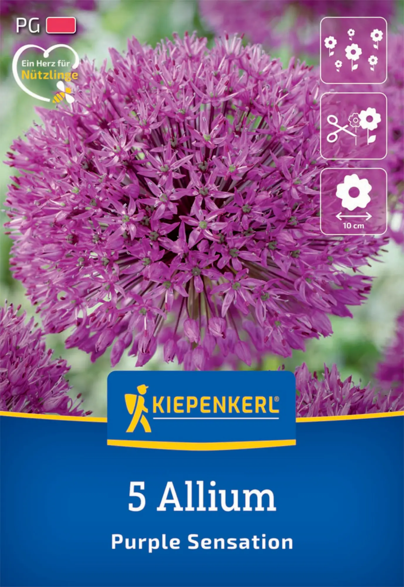 Kiepenkerl Herbstblumenzwiebel Allium Purple Sensation 5 Pflanzen