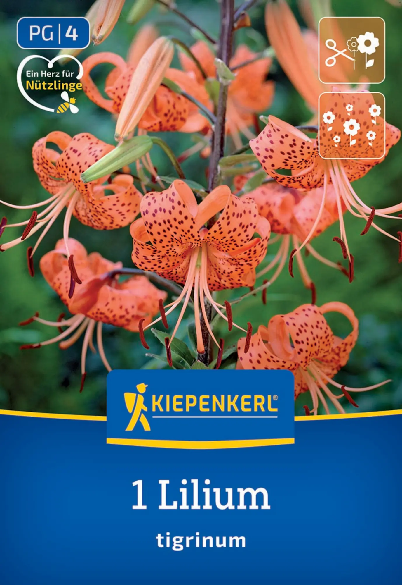 Kiepenkerl Frühjahrsblumenzwiebel Tigerlilie Lilium tigrinum 1 Stück