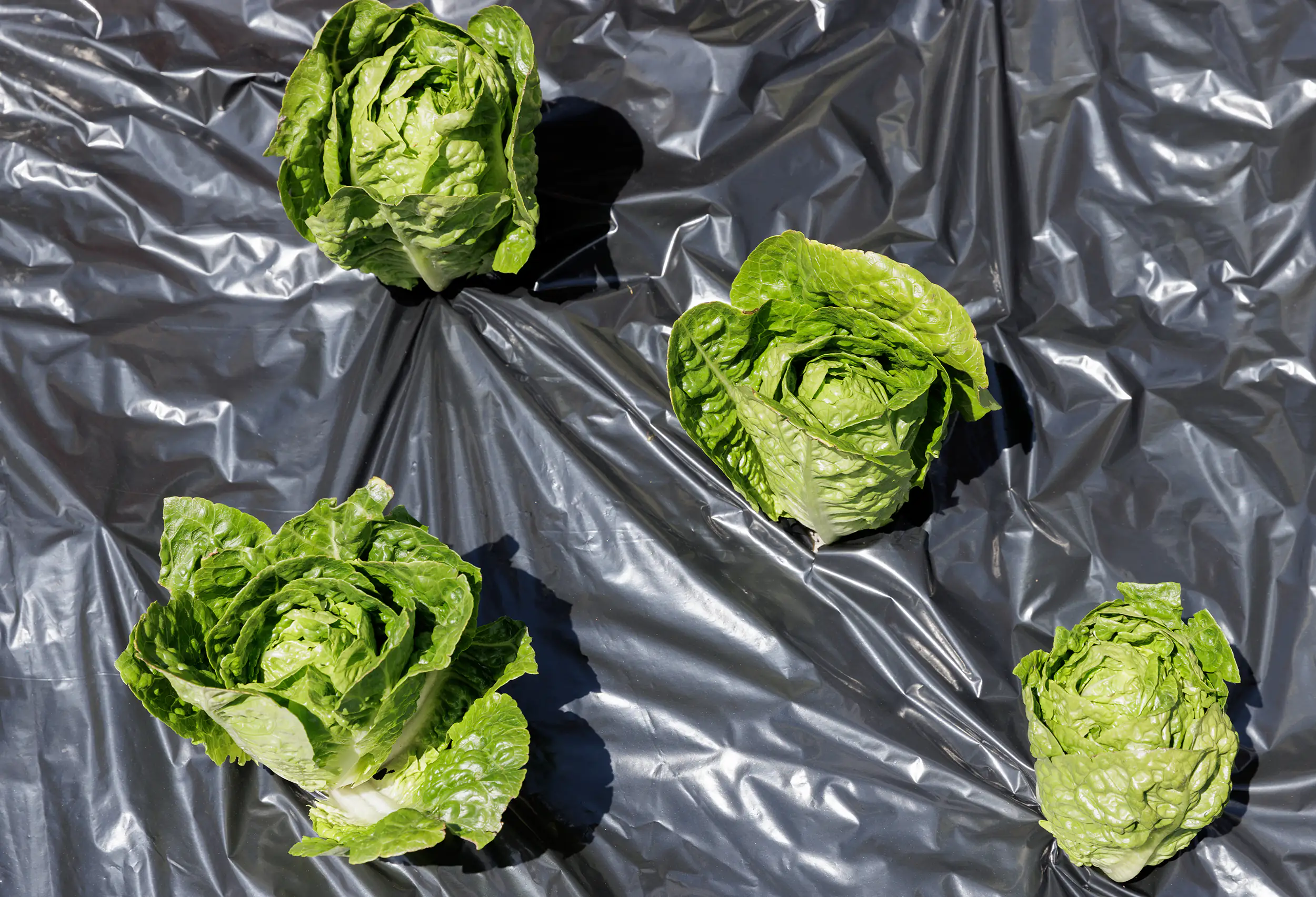 TrendLine Mulchfolie 1,2 x 10 m