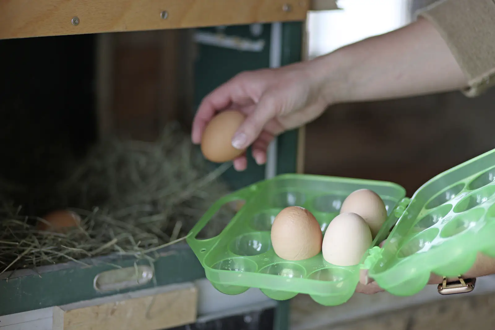 Kerbl Eier Aufbewahrung