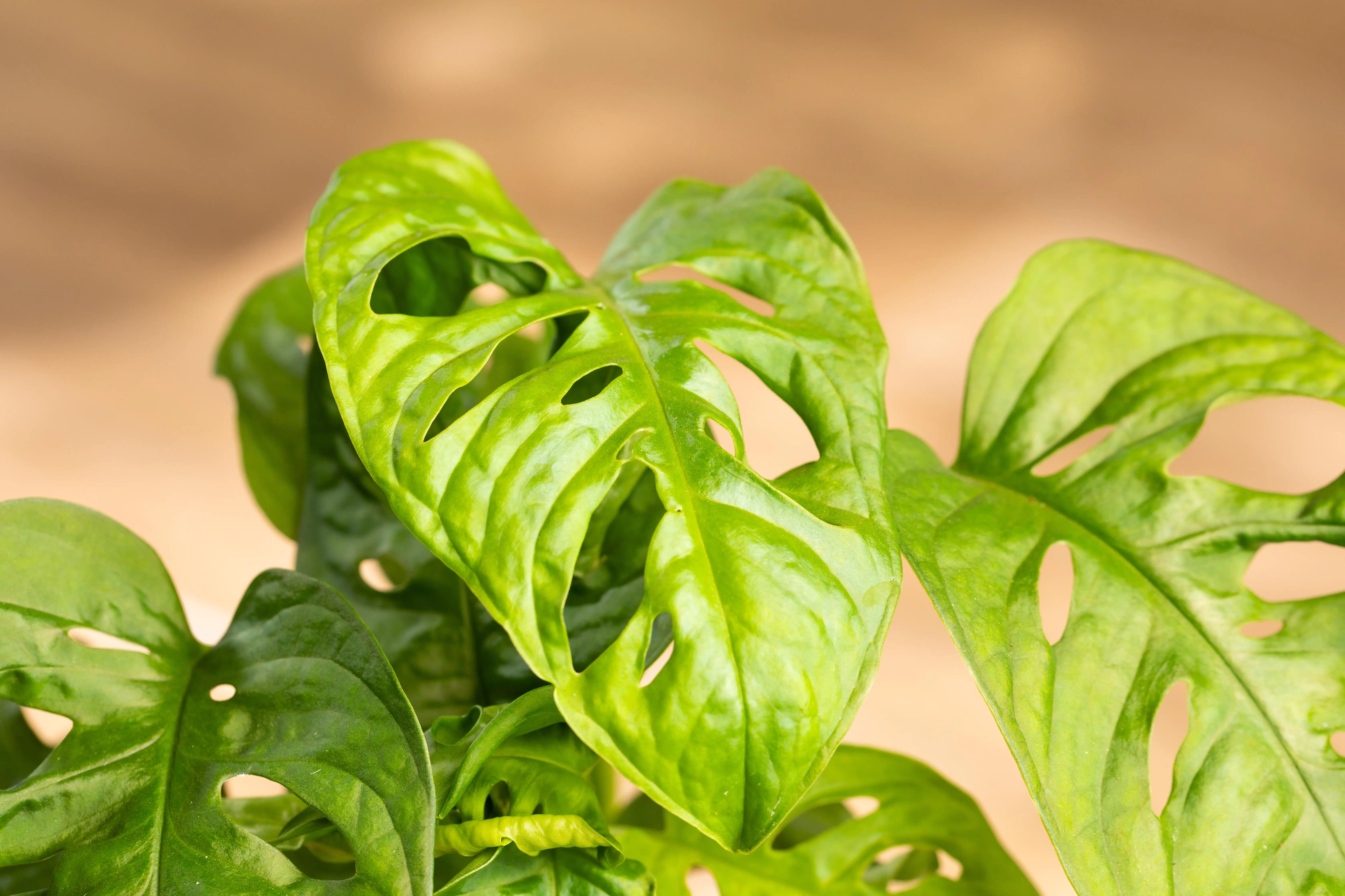 Monstera Monkey Leaf Fensterblatt 30 cm 12 cm Topf