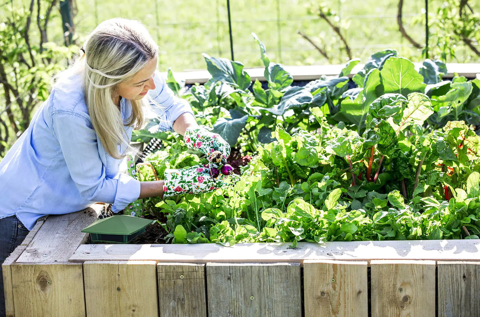 Inno Schneckenfalle grün 2 Stück Inno Schneckenfalle grün 2 Stück