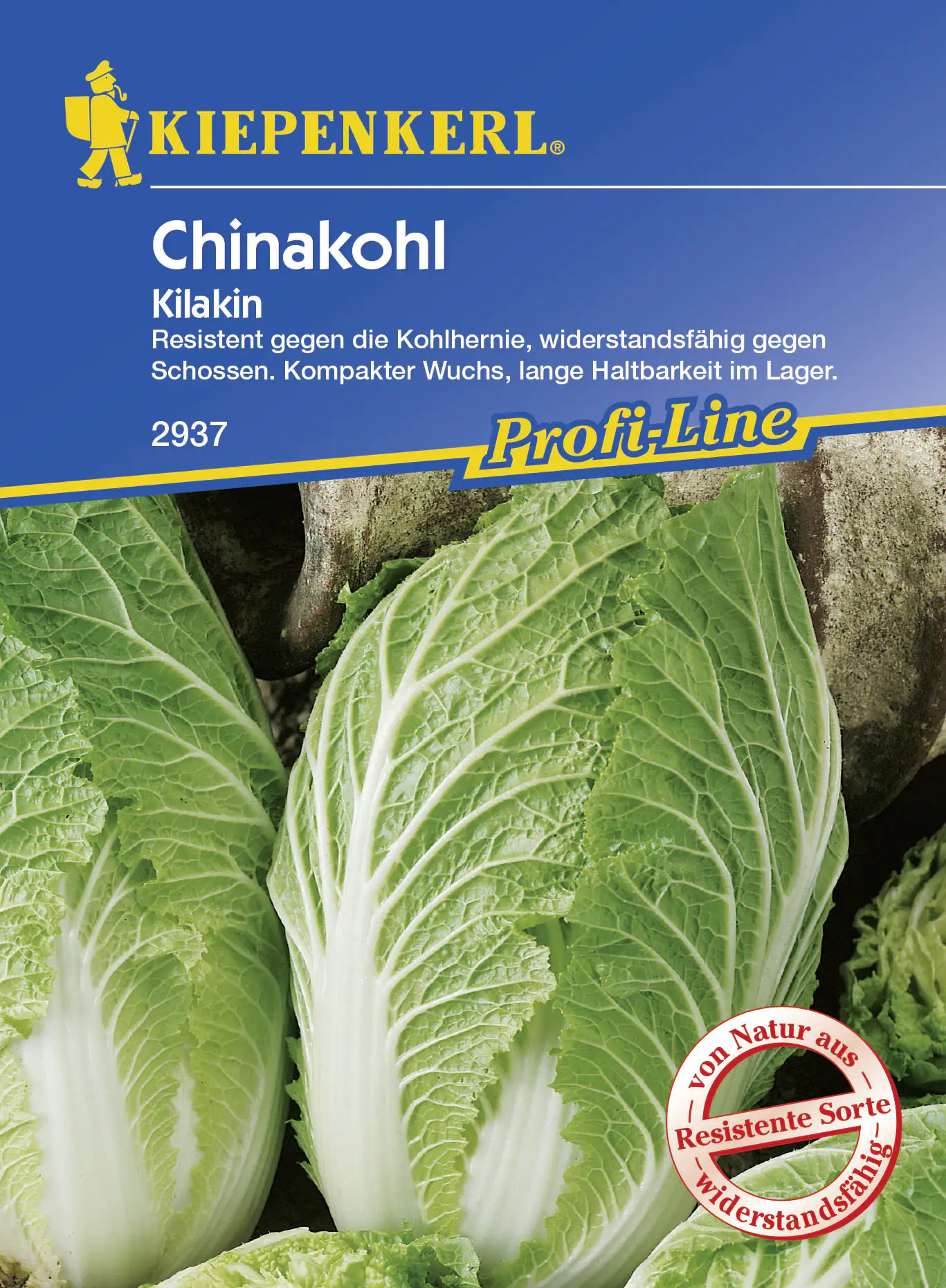 Kiepenkerl Chinakohl Kilakin Brassica rapa subsp. pekinensis, Inhalt: ca. 20 Pflanzen
