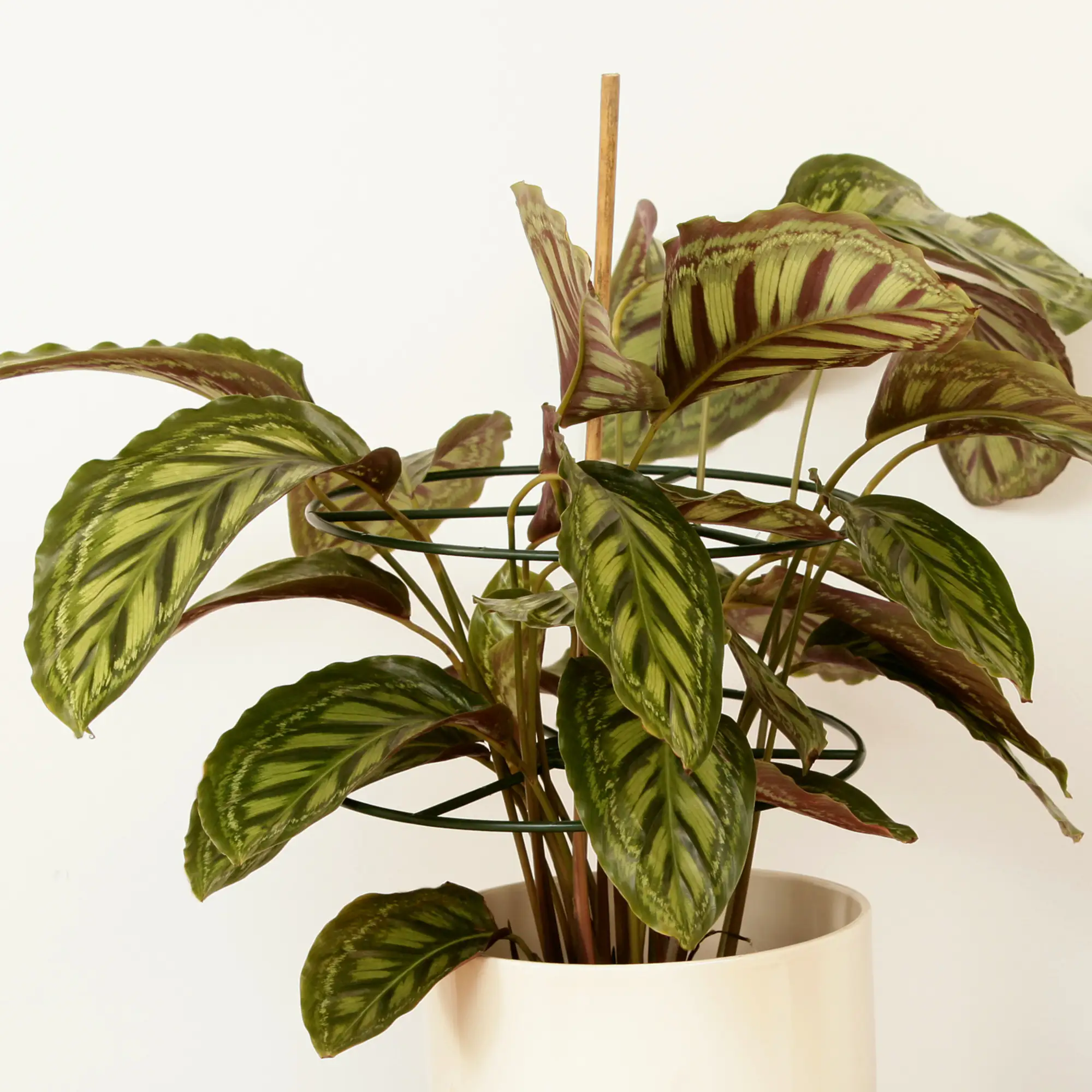 Windhager Pflanzenring Standard 40cm 3 Stück