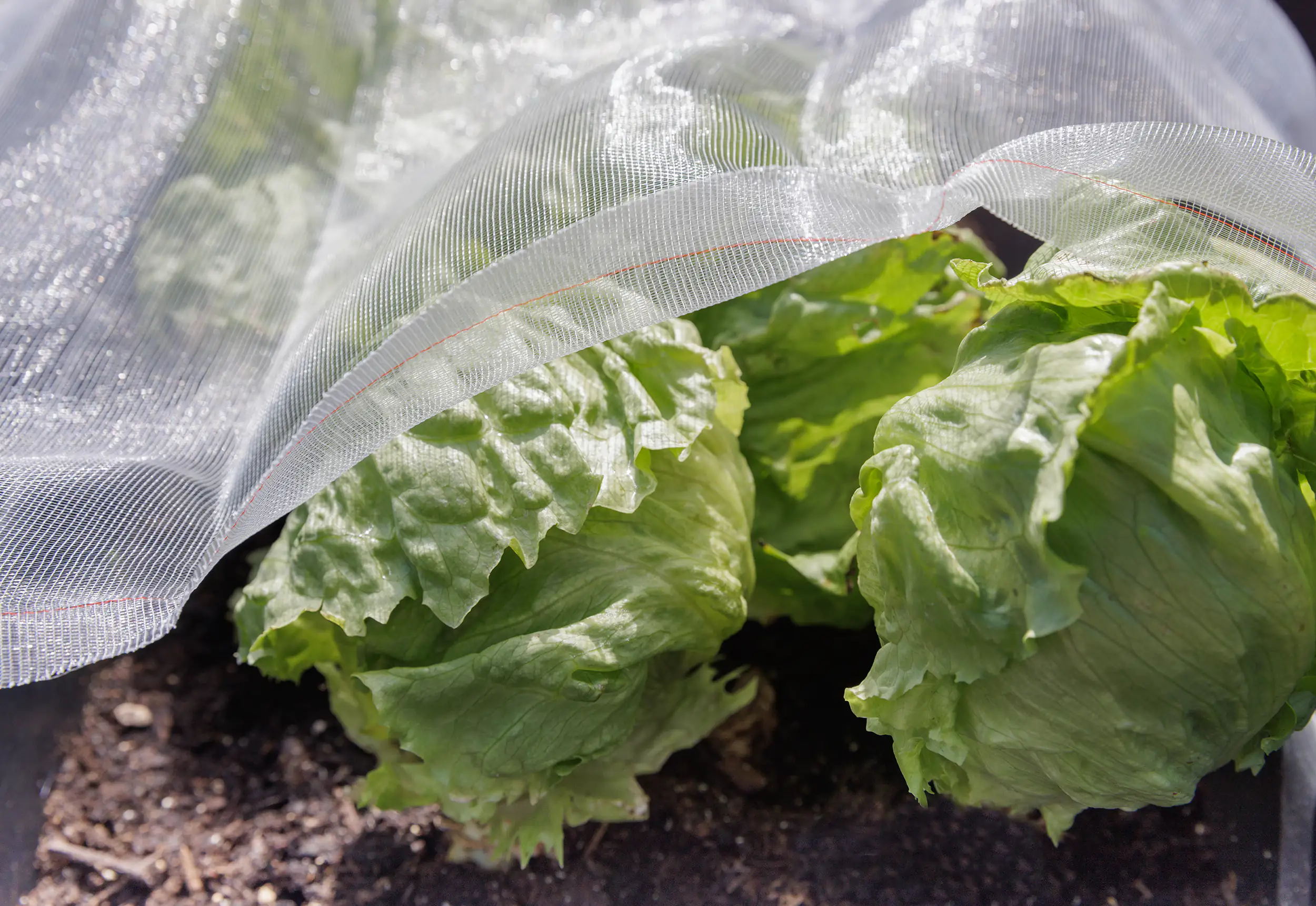 TrendLine Insektenschutznetz 2 x 5 m