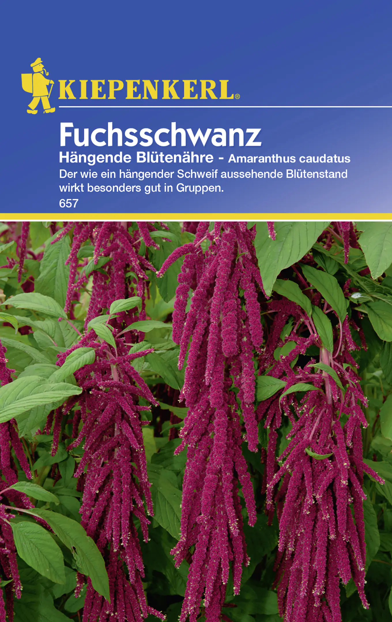 Kiepenkerl Fuchsschwanz Hängende Blütenähre Amaranthus caudatus, Inhalt: ca. 80 Pflanzen