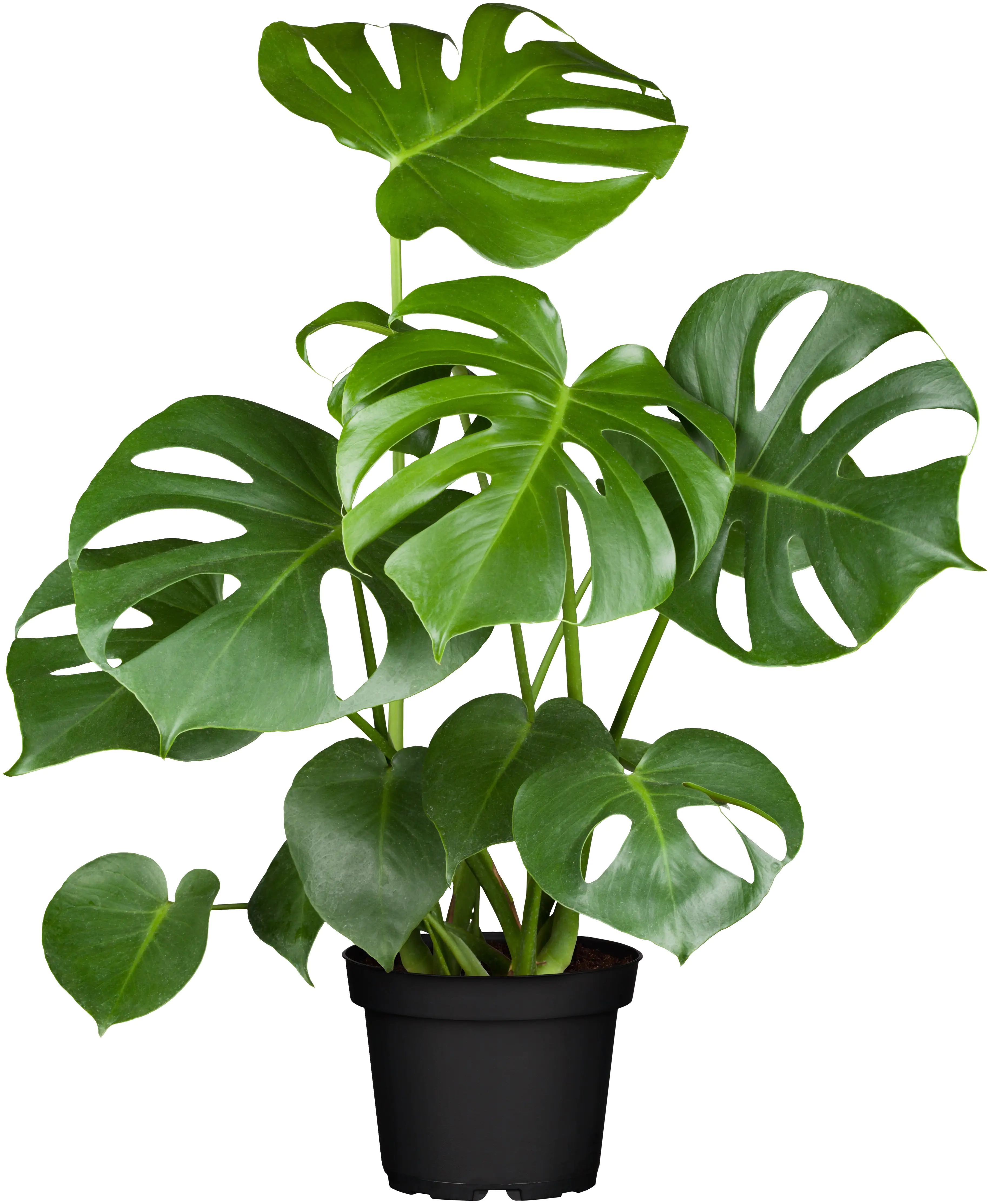 8717929499564 Fensterblatt Monstera Deliciosa H ca. 60 cm 17 cm Topf