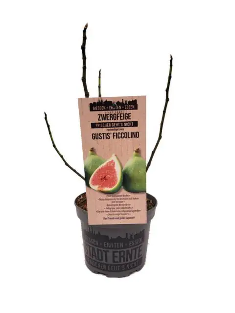 Feigenbaum Ficus carica Ficcolino Stadt Ernte H ca 20 cm 17 cm Topf