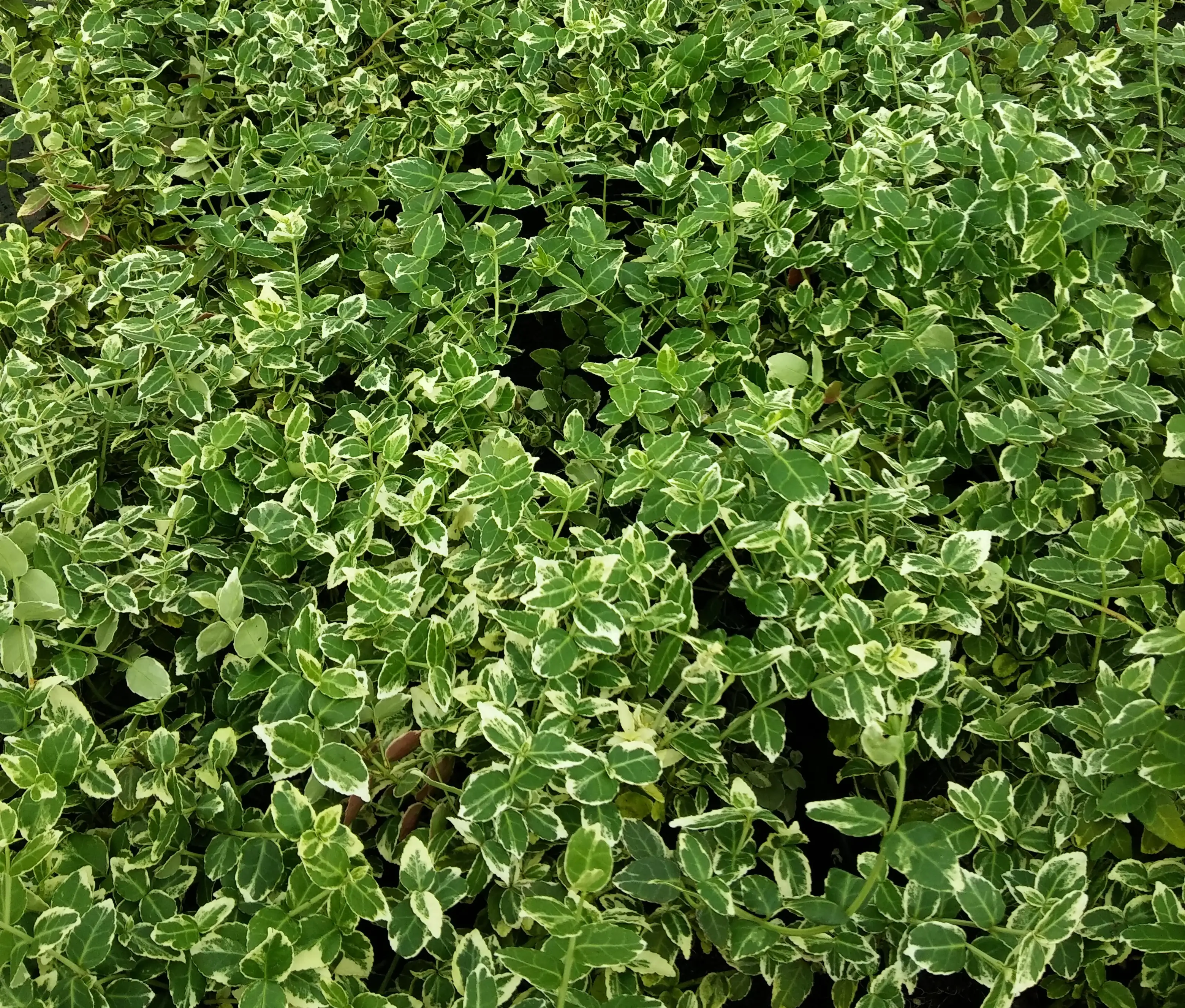 Spindelstrauch Emerald Gaiety 0,5 l Container