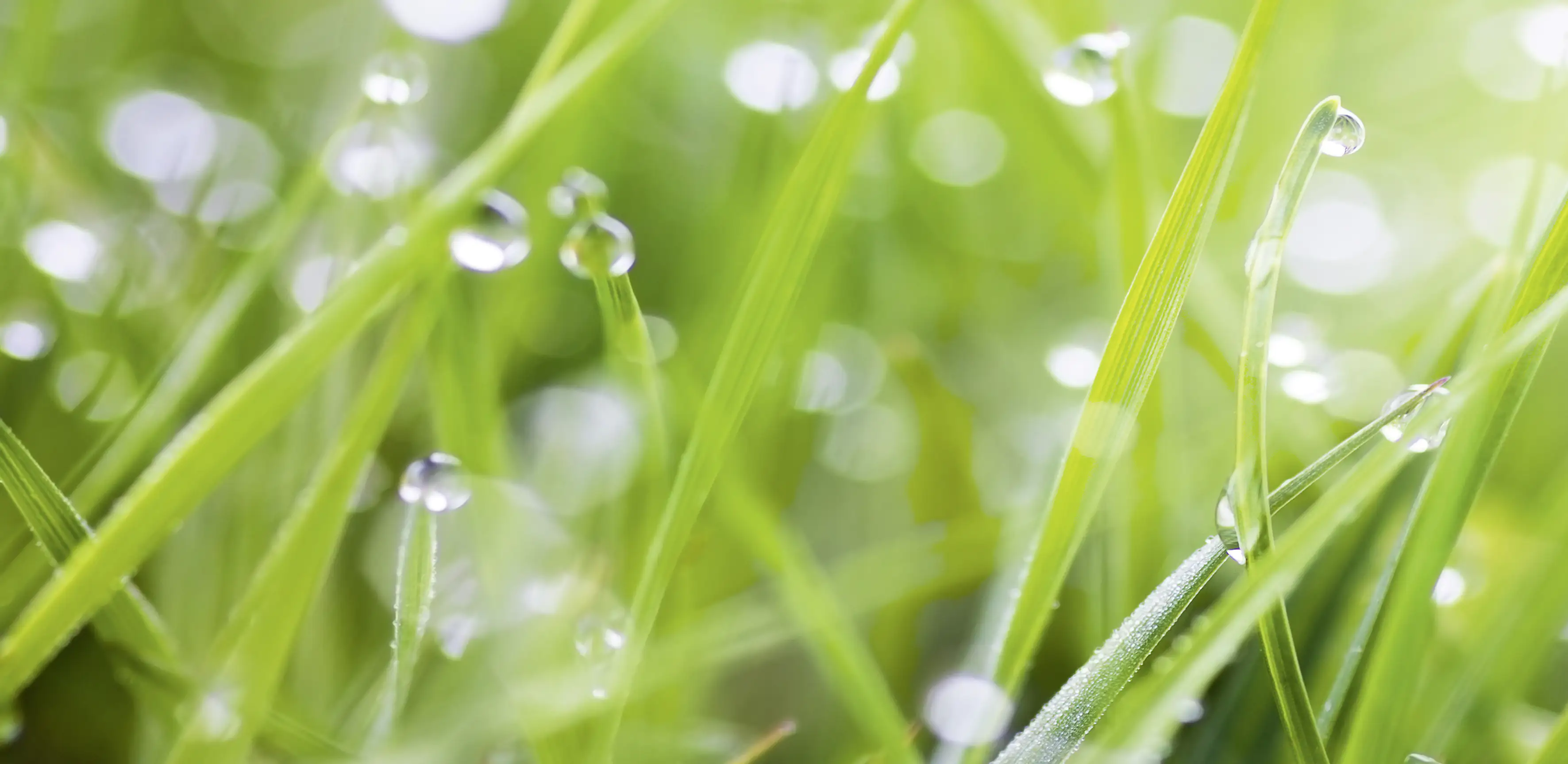 Küchenrückwand WandArt easy 120 x 58,5 cm, 3 mm, grass