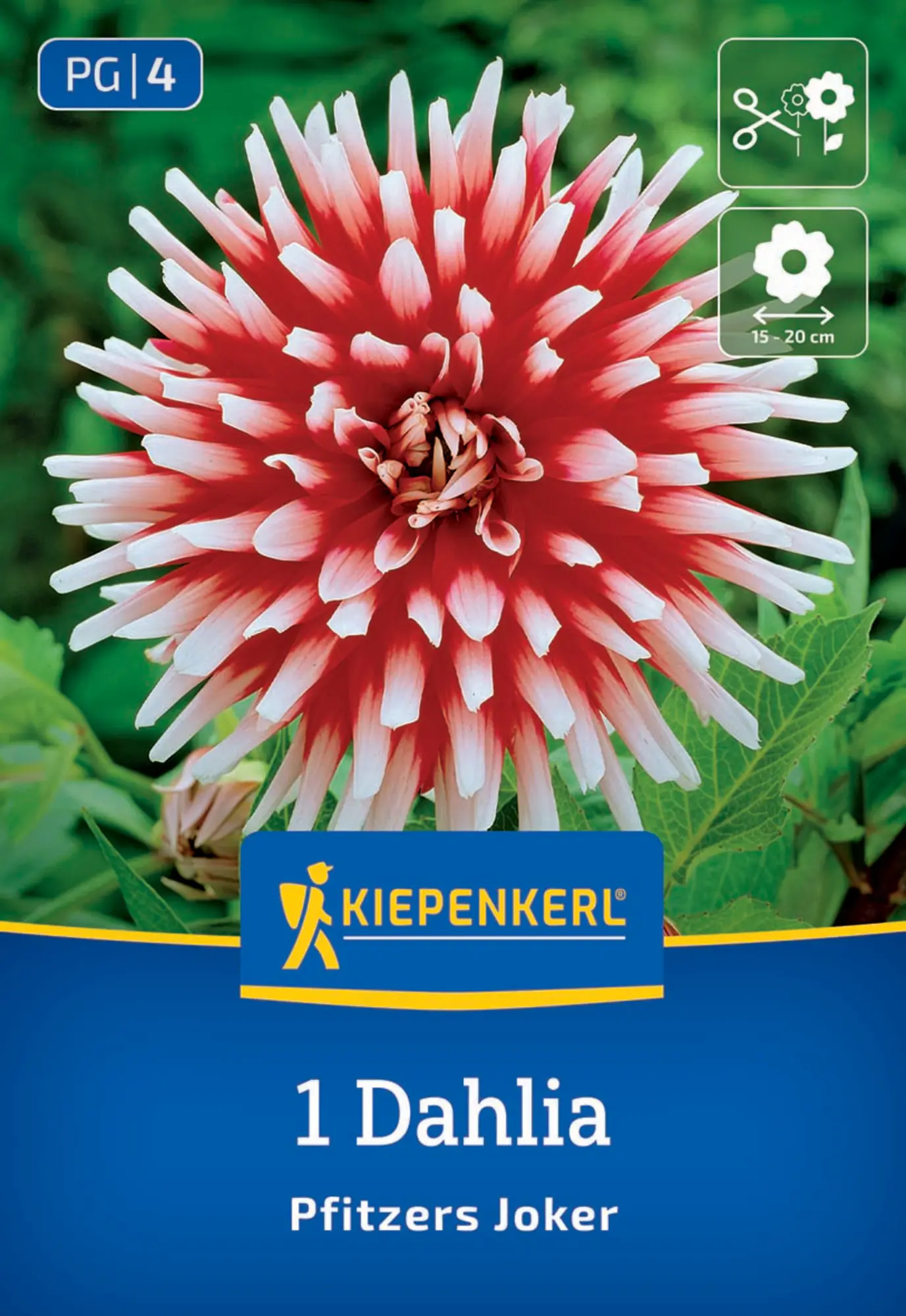 Kiepenkerl Frühjahrsblumenzwiebel Kaktus-Dahlie Pfitzers Joker 1 Stück