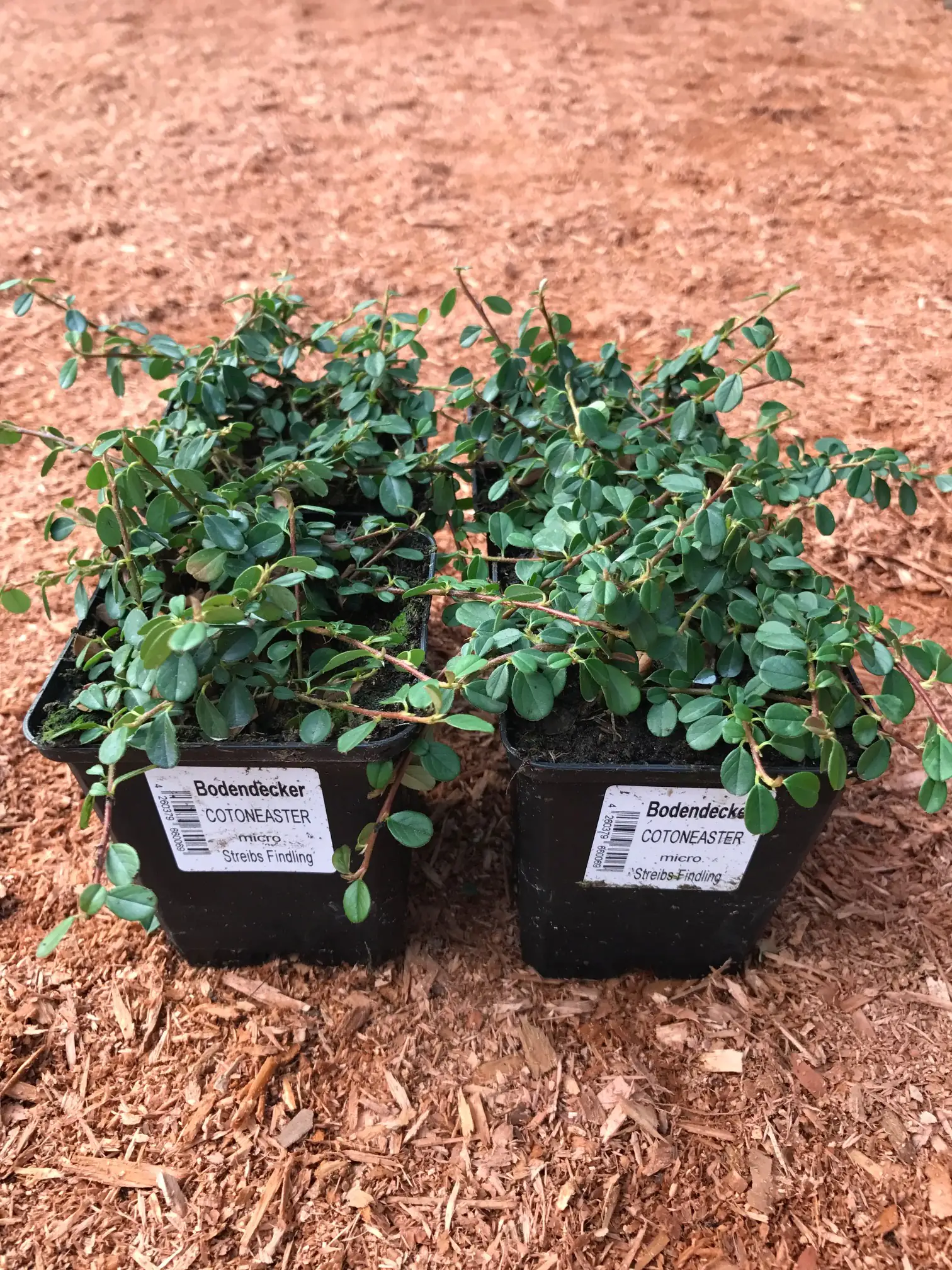 Kriechmispel Streibs Findling 0,5 l Container