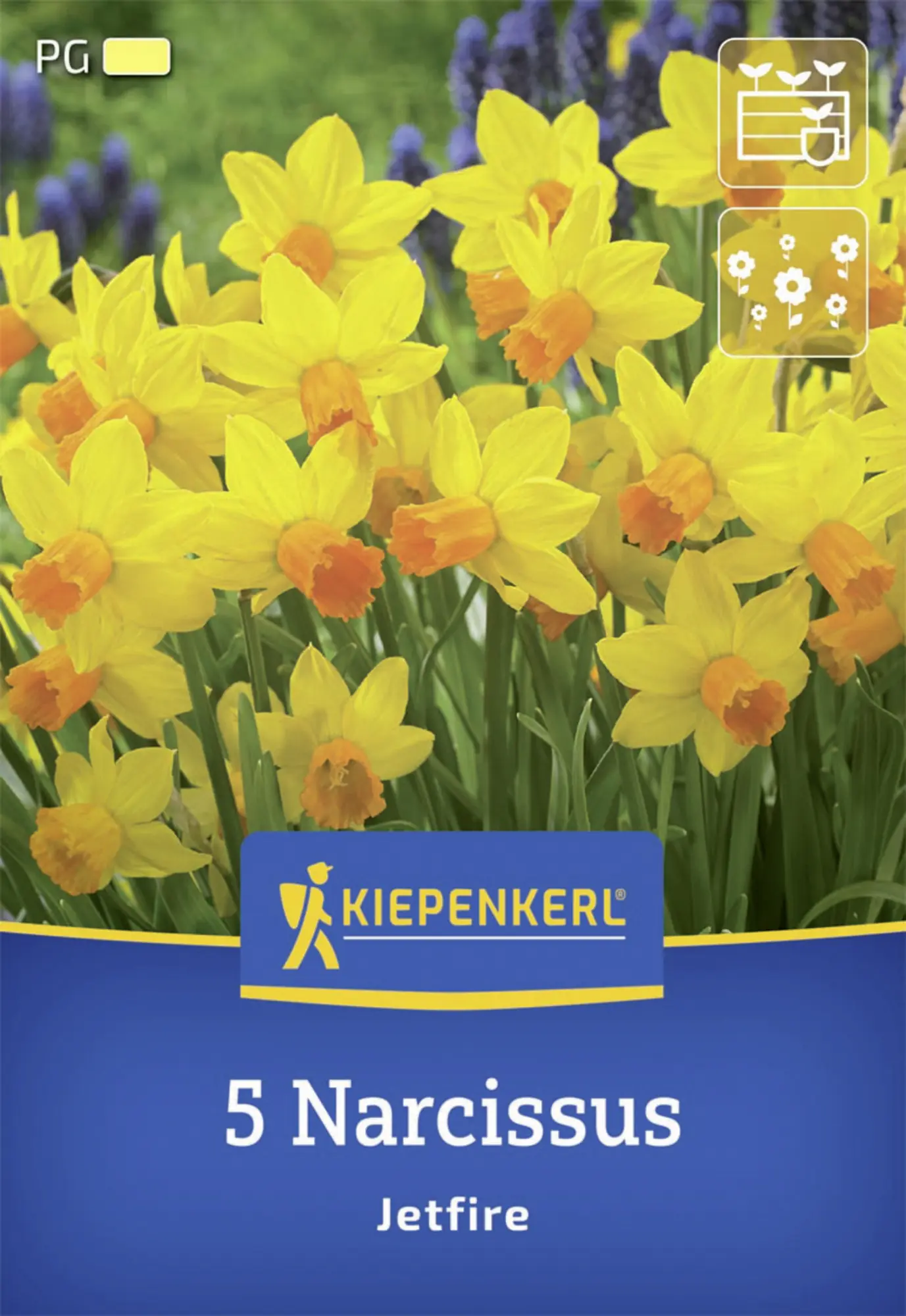 Kiepenkerl Herbstblumenzwiebel Alpenveilchen-Narzisse Jetfire 5 Stück