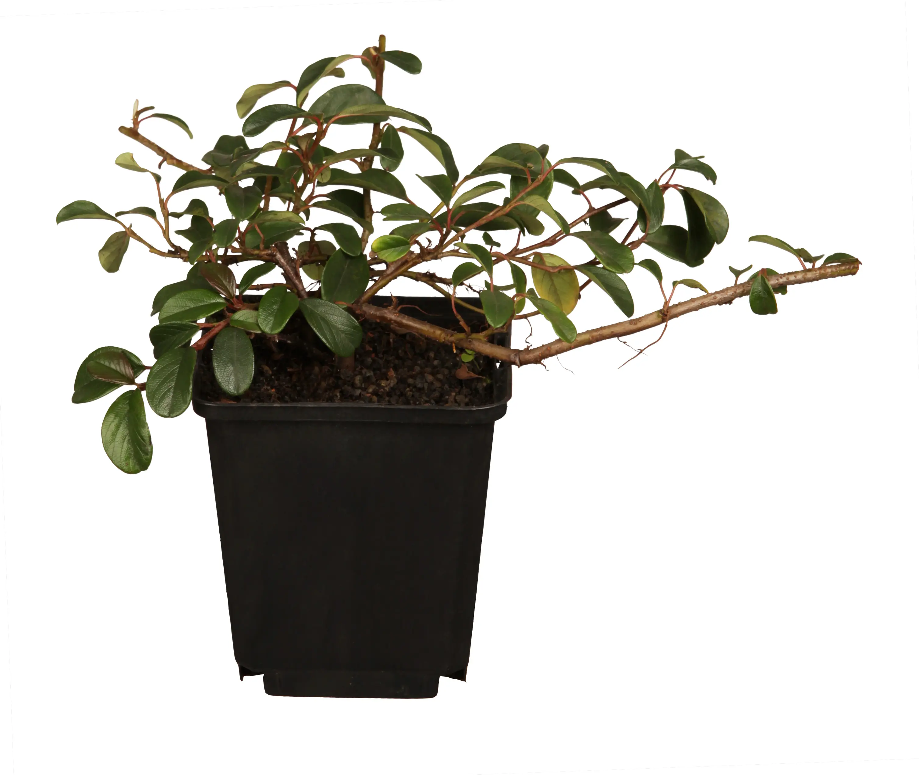 Teppichmispel Cotoneaster dammeri 'Radicans' 0,5 l Container