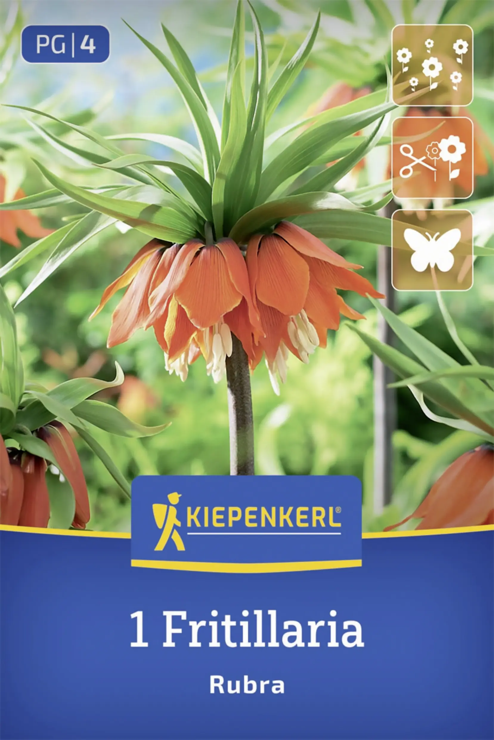 Kiepenkerl Kaiserkrone Rubra orange 1 Stück