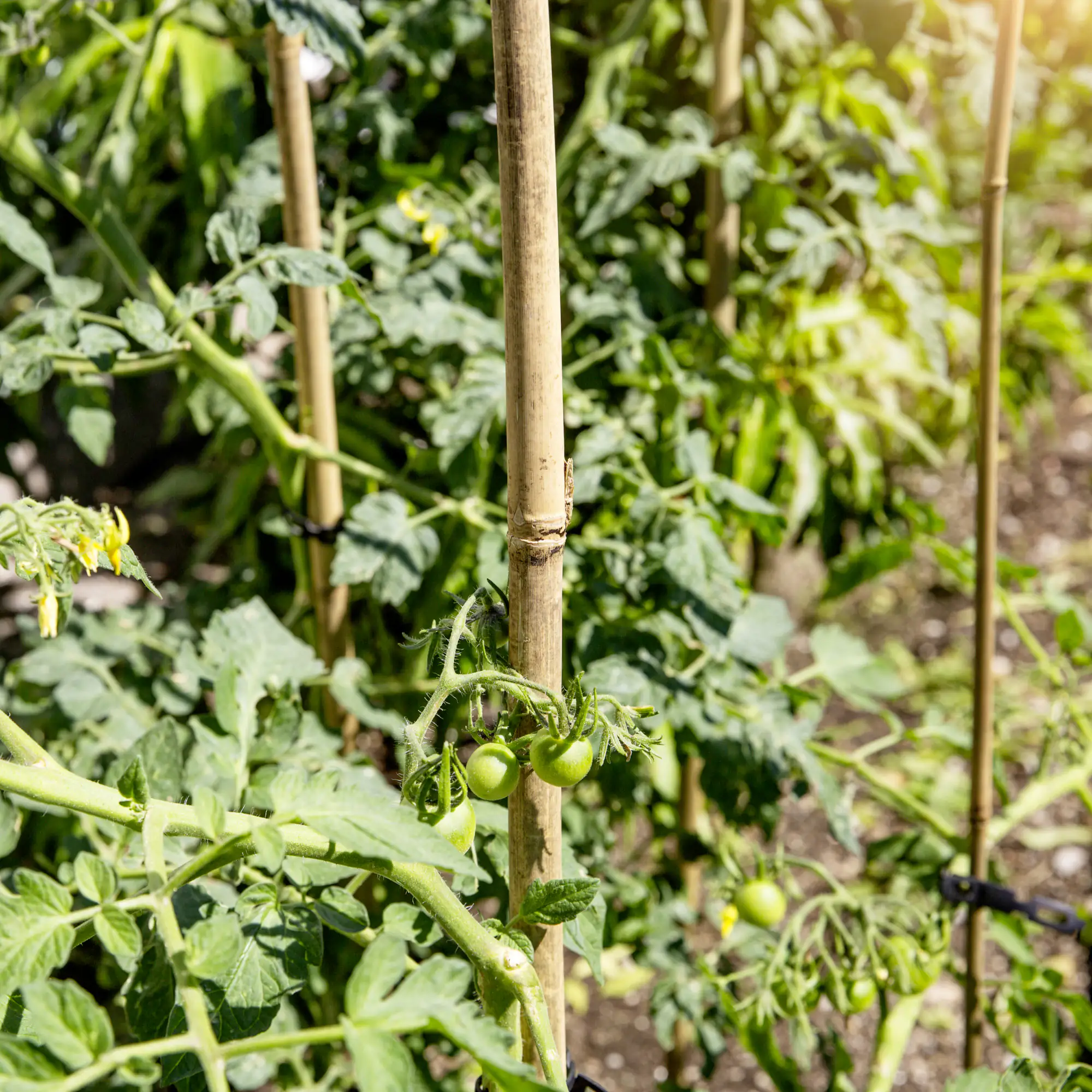 Windhager Tonkinstab 150 cm