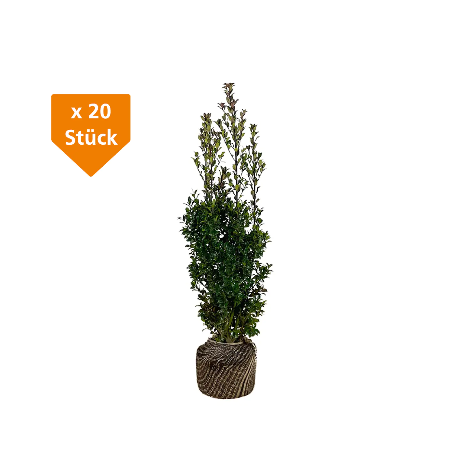 Stechpalme Ilex merservae Heckenstar H 100 - 120 cm, 20 Stück Stechpalme Ilex merservae Heckenstar H 100 - 120 cm, 20 Stück