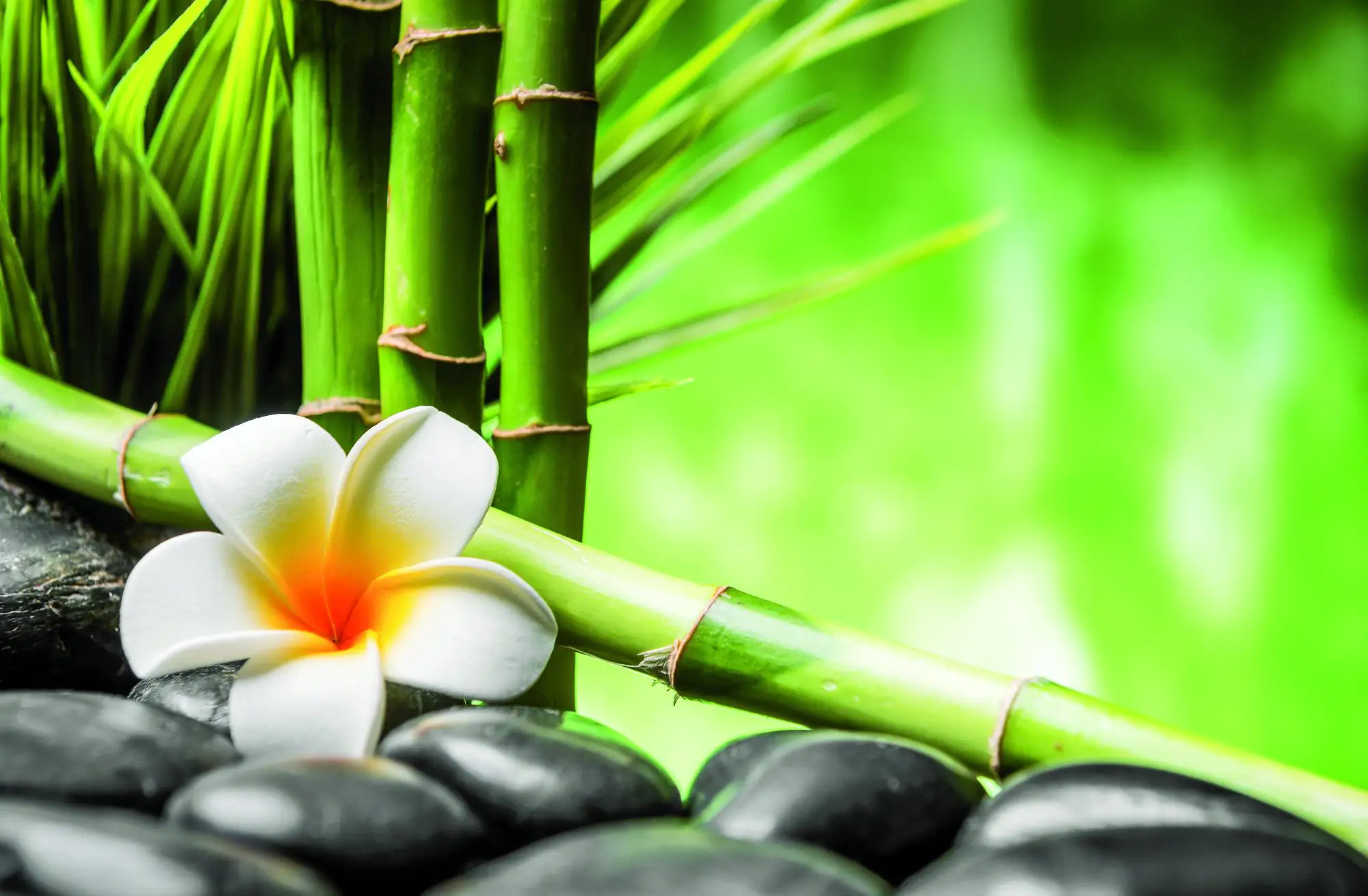 Deco-Canvas Bild - Bambus Zen 116 x 76 cm