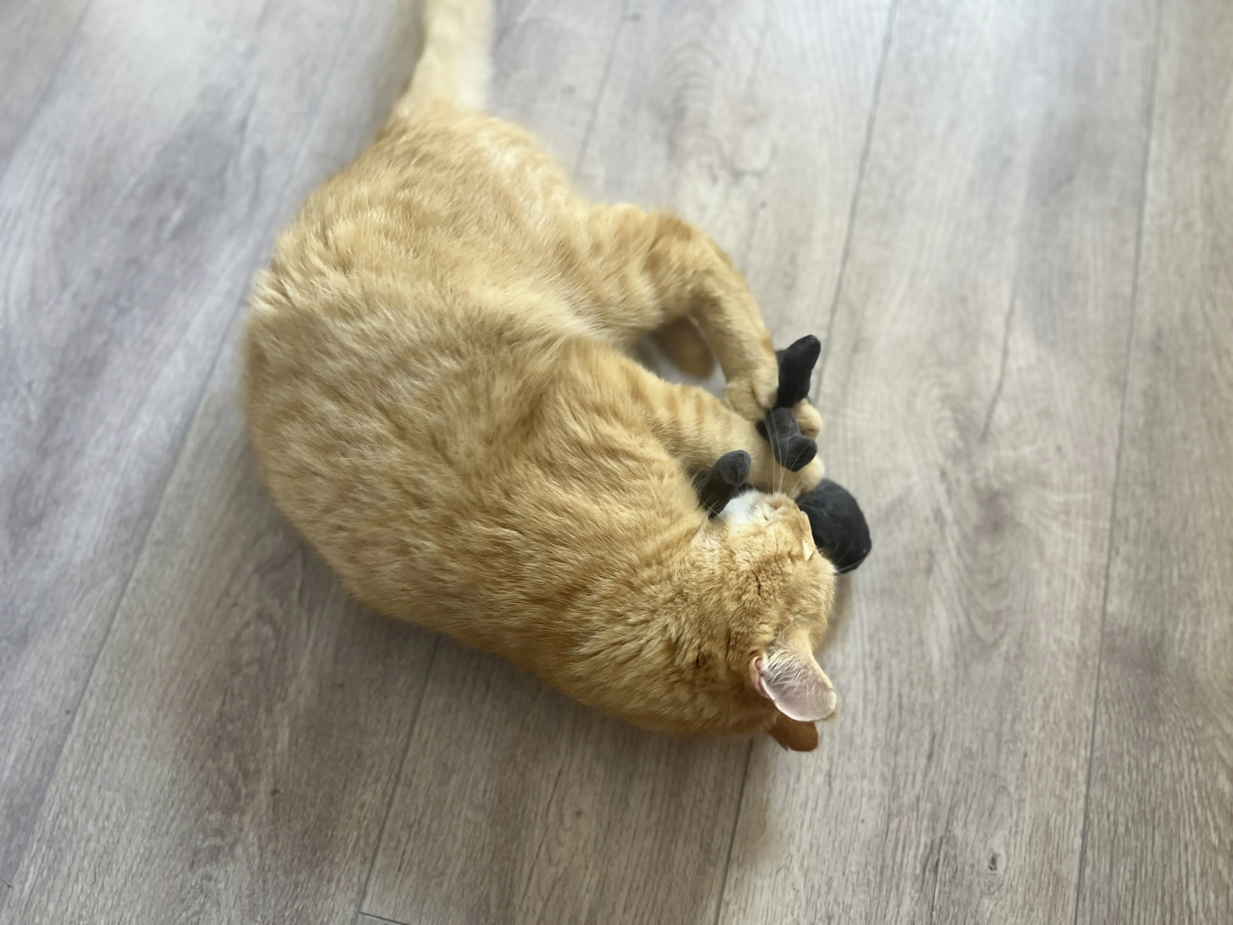 Aumüller Katzenspielzeug Tarantel Spooky schwarz mit Füllung 16 x 14 x 4 cm