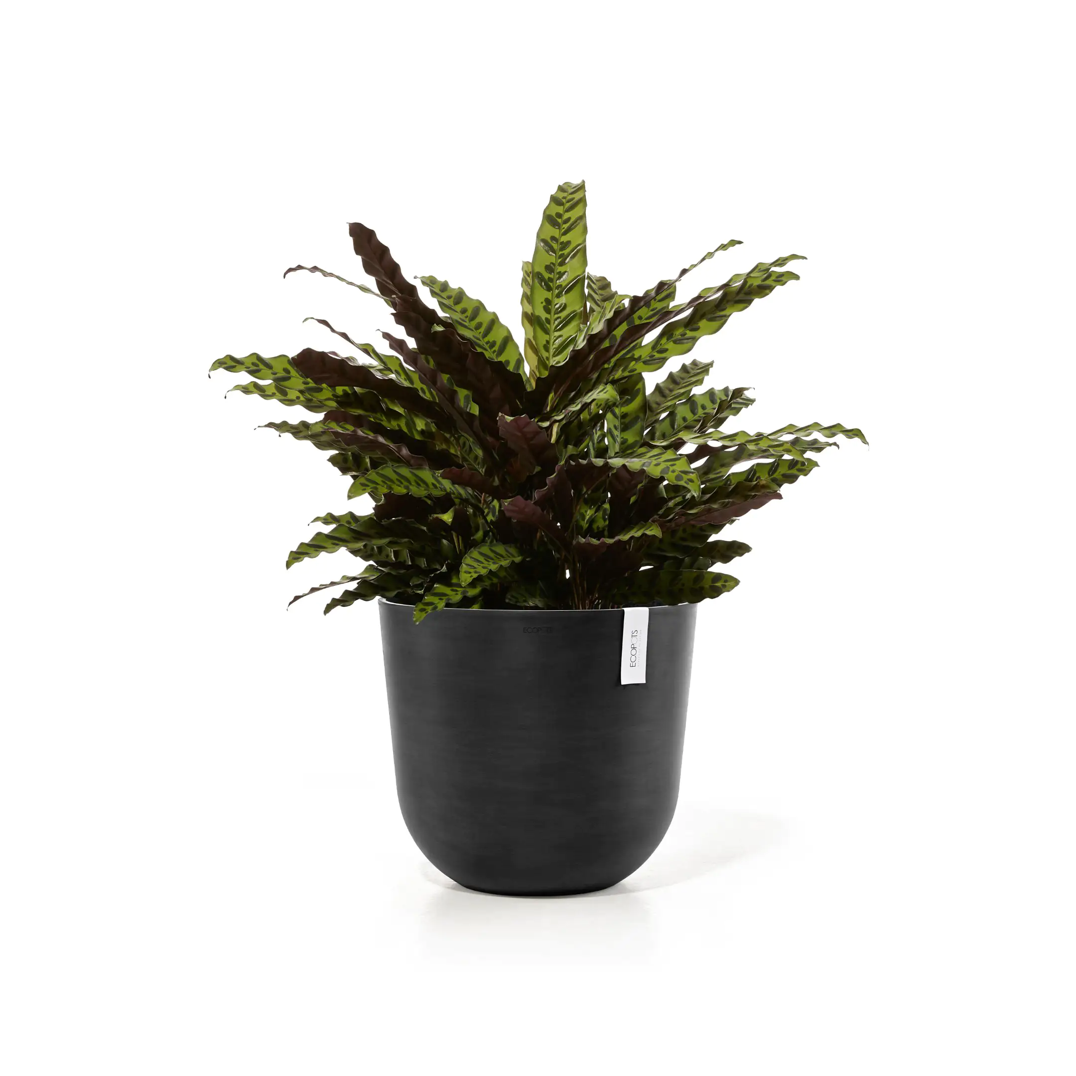 Ecopots Pflanztopf Oslo Ø 45 x 39,2 cm dunkelgrau Ecopots Pflanztopf Oslo Ø 45 x 39,2 cm dunkelgrau