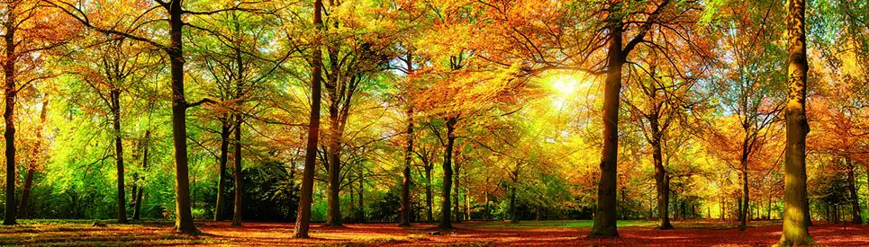 papermoon Vlies- Fototapete Digitaldruck 350 x 100 cm Autem Forrest