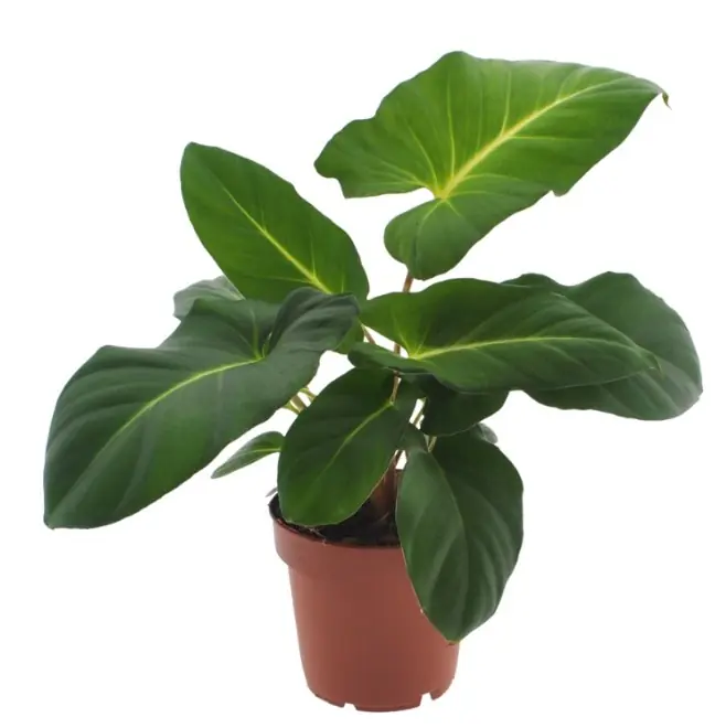 Philodendron Adelonema Crinipes H 25 cm, 9 cm Topf