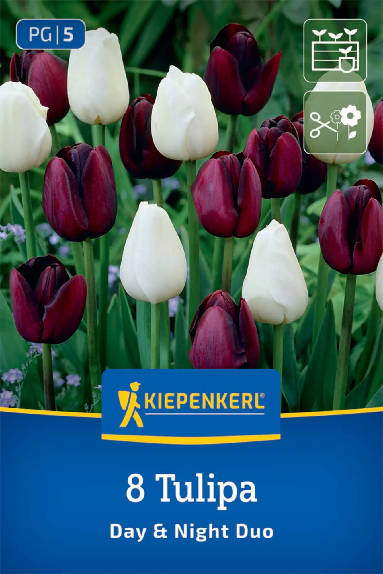 Kiepenkerl Herbstblumenzwiebel Tulpen Mischung Day and Night Duo 8 Stück