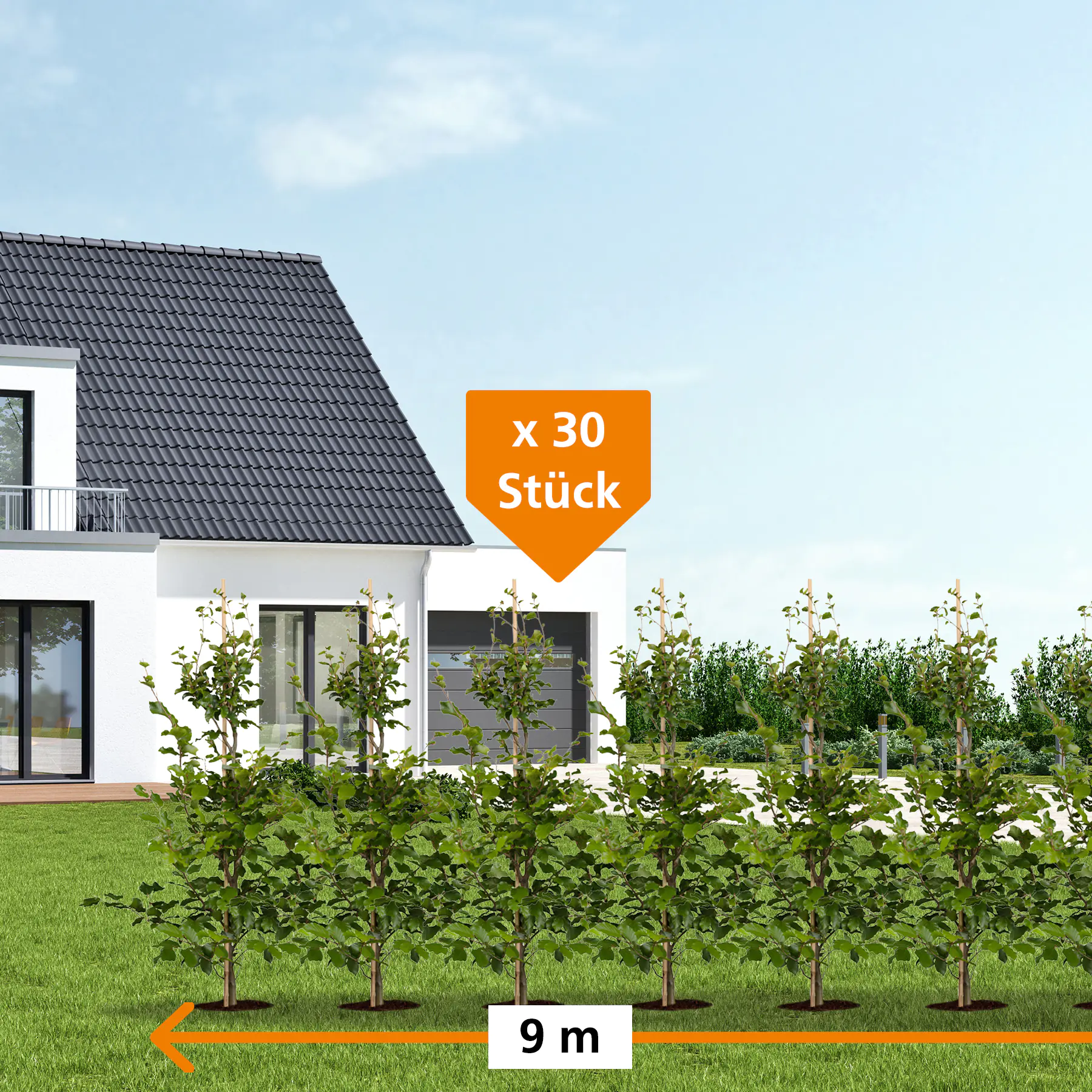 Rotbuche Fagus sylvatica H 175 - 200 cm, 30 Stück Rotbuche Fagus sylvatica H 175 - 200 cm, 30 Stück